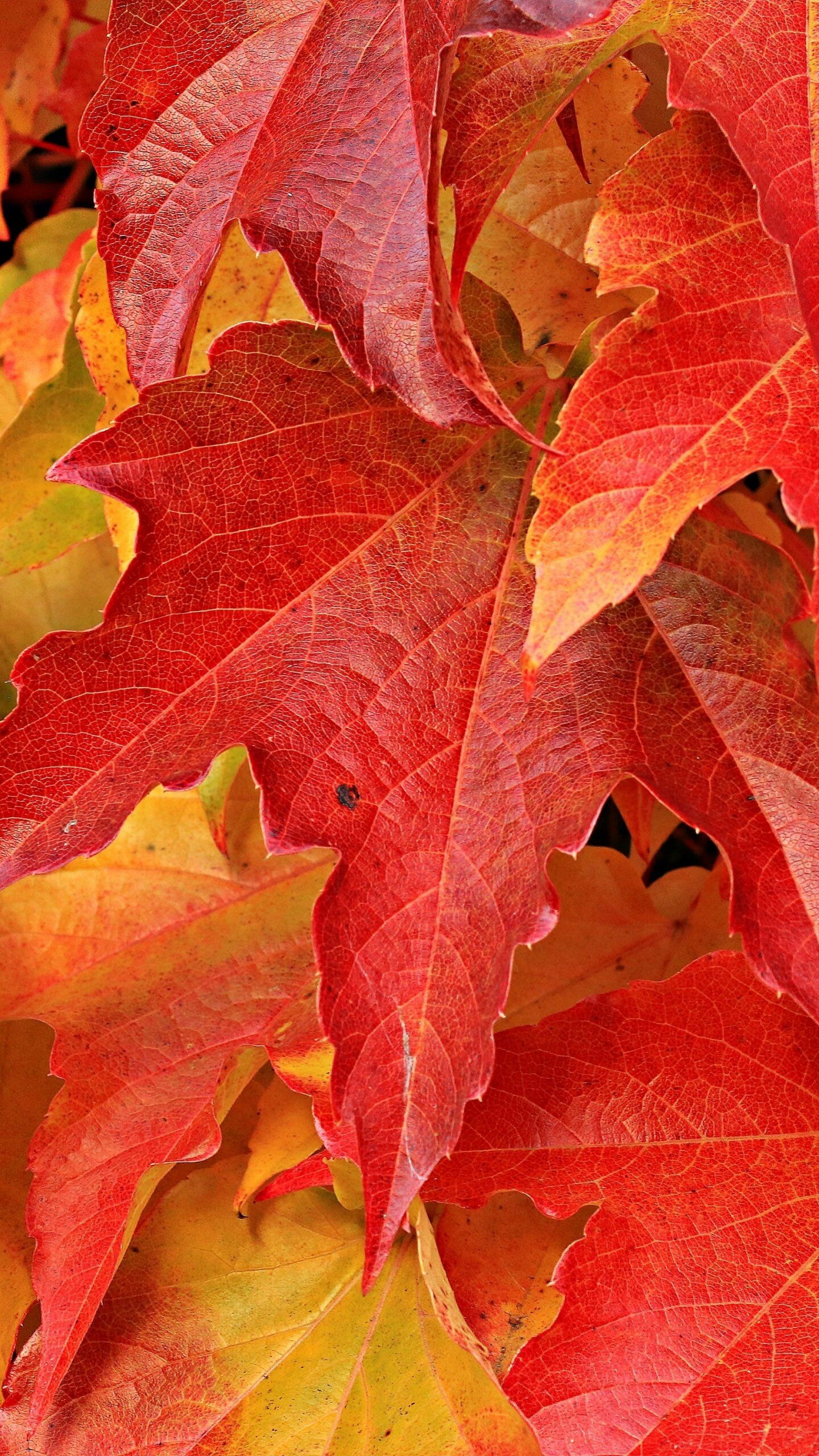 Maple leaves, Wallpapers on, 1440x2560 HD Phone