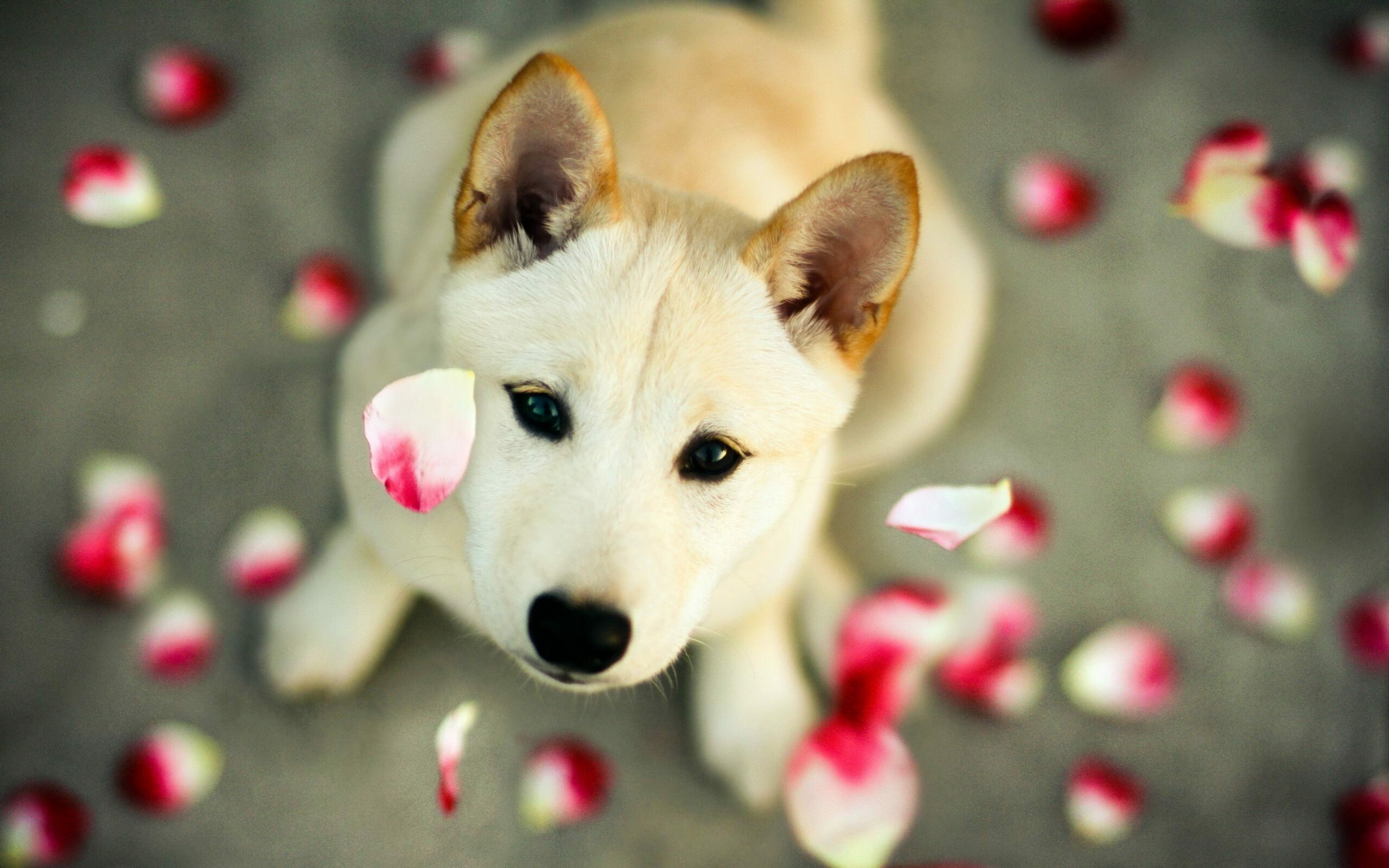 Korean Jindo, Dogs Wallpaper, 2560x1600 HD Desktop