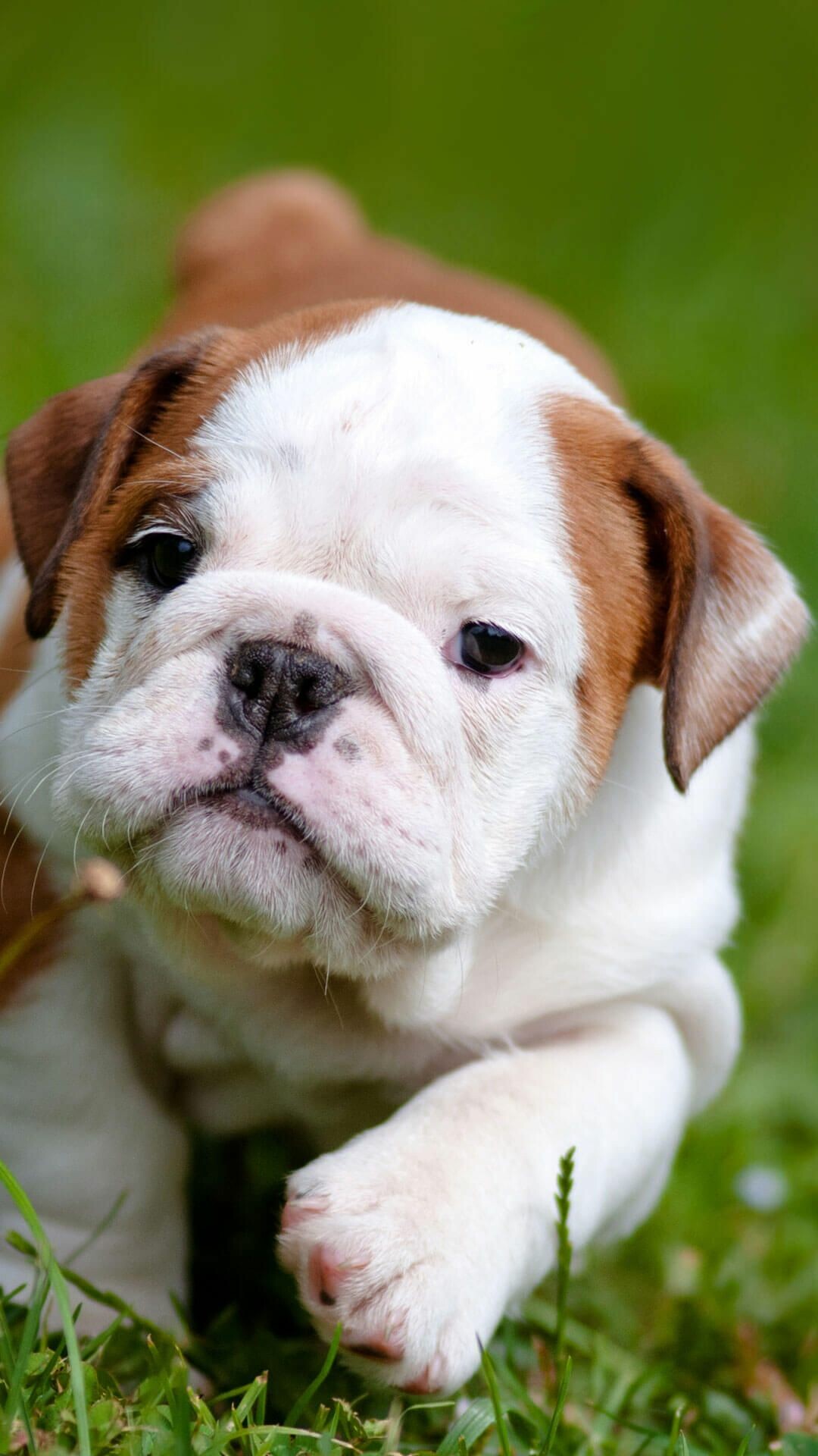 Bulldog puppies, Cute animals, High-quality backgrounds, bulldog breed, 1080x1920 Full HD Phone