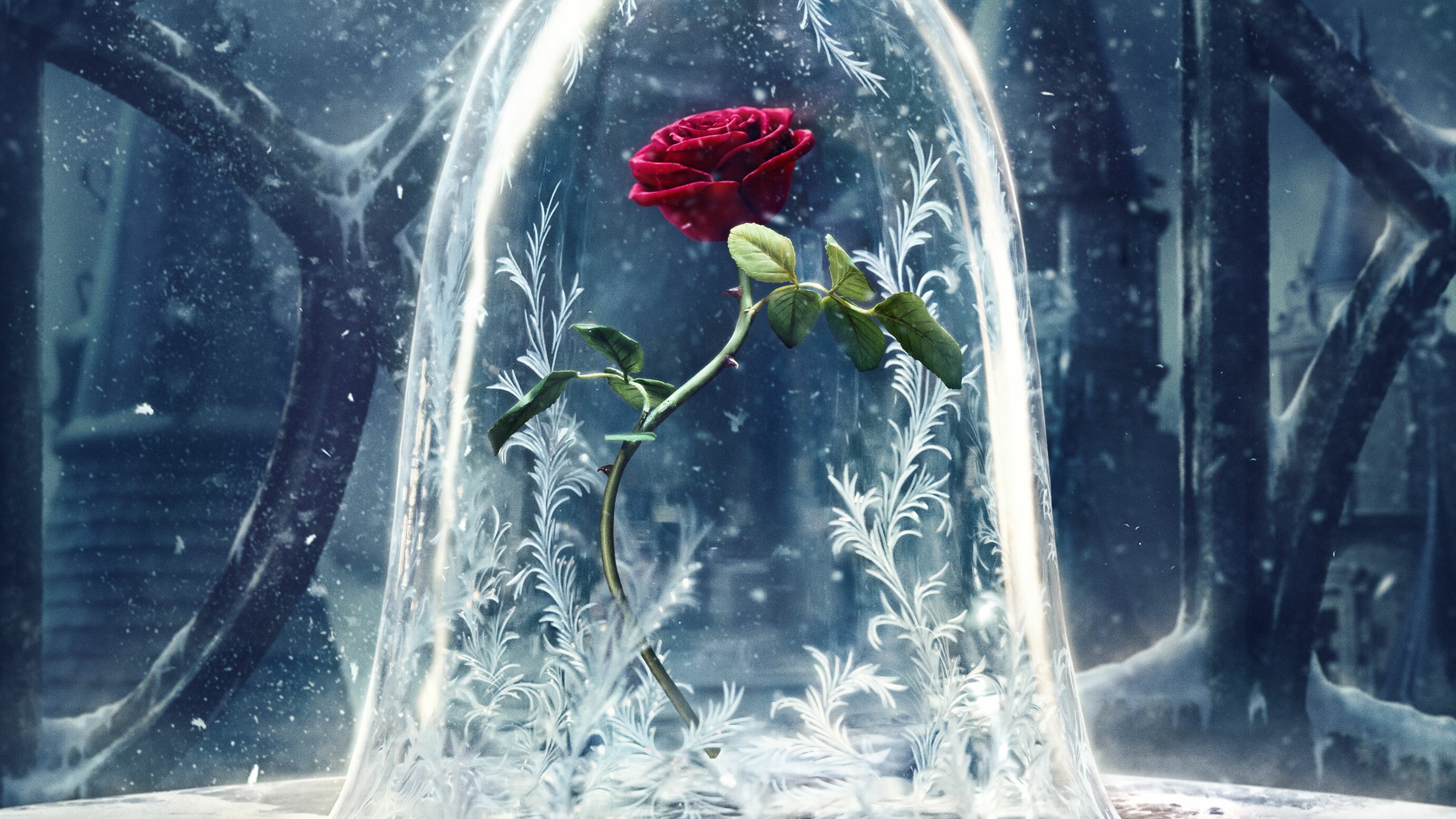 Enchanted rose, Beauty and the Beast Wallpaper, 2770x1560 HD Desktop