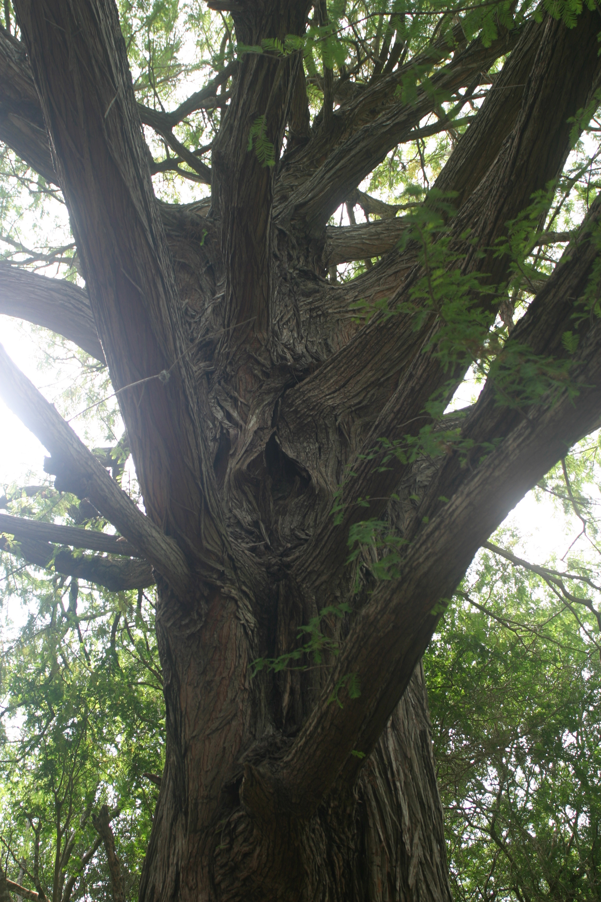 Chestnut Tree, Secret grove, Valley green space, Brownsville visit, 2050x3080 HD Phone