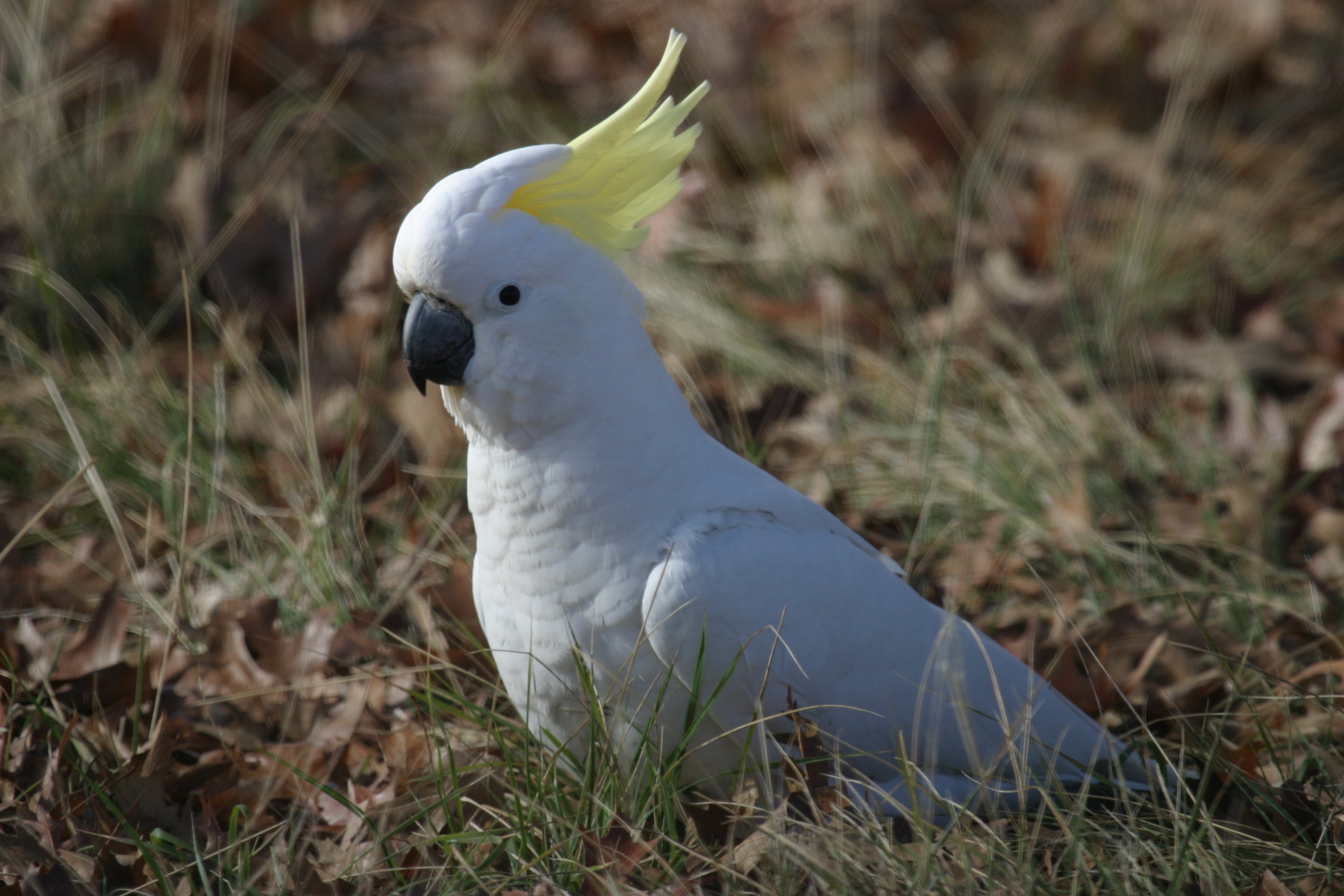 Cockatoo, Animals, Posted by Sarah, 3080x2050 HD Desktop