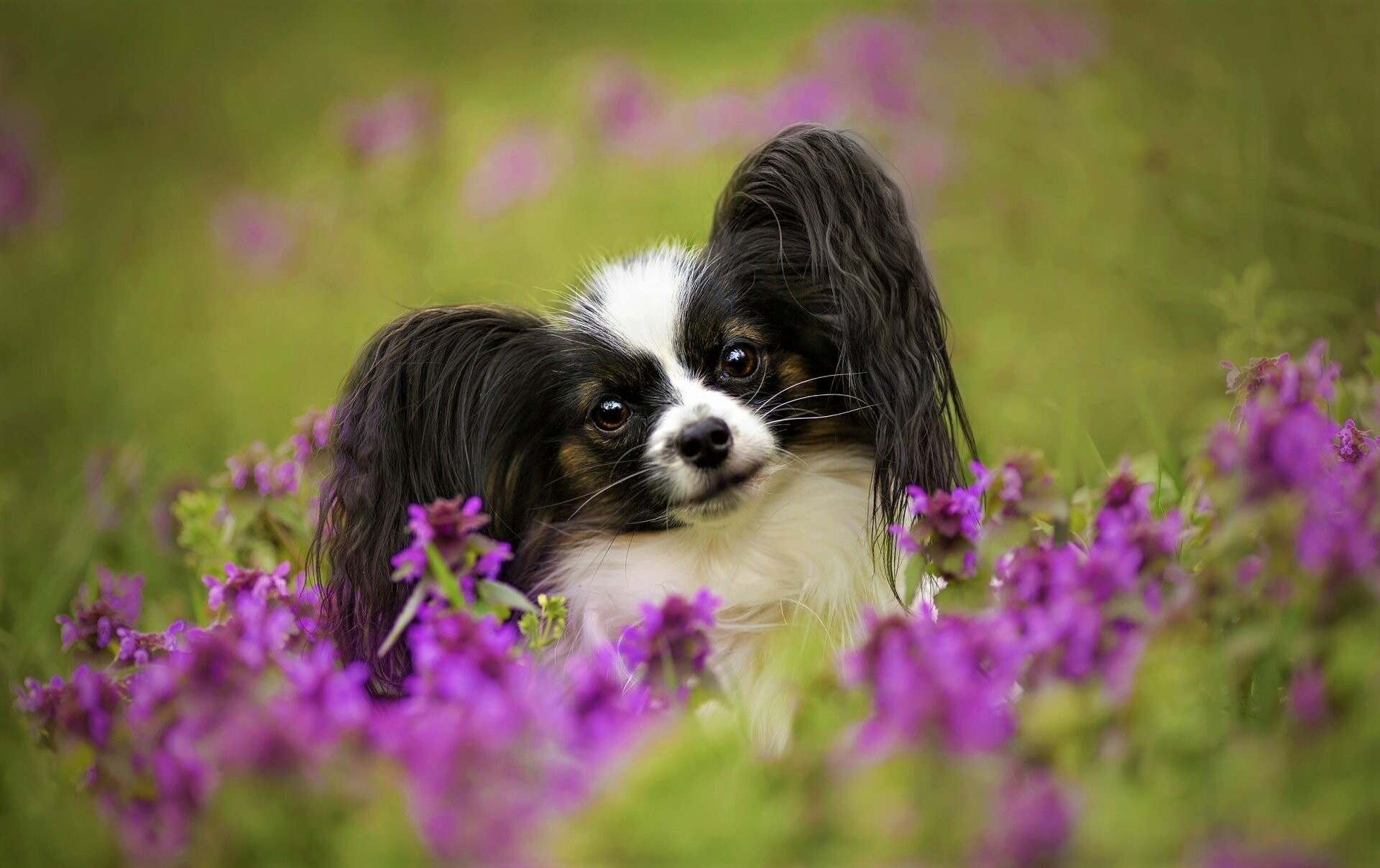 Papillon Dog, High-definition images, Captivating wallpapers, Purebred beauty, 1920x1210 HD Desktop