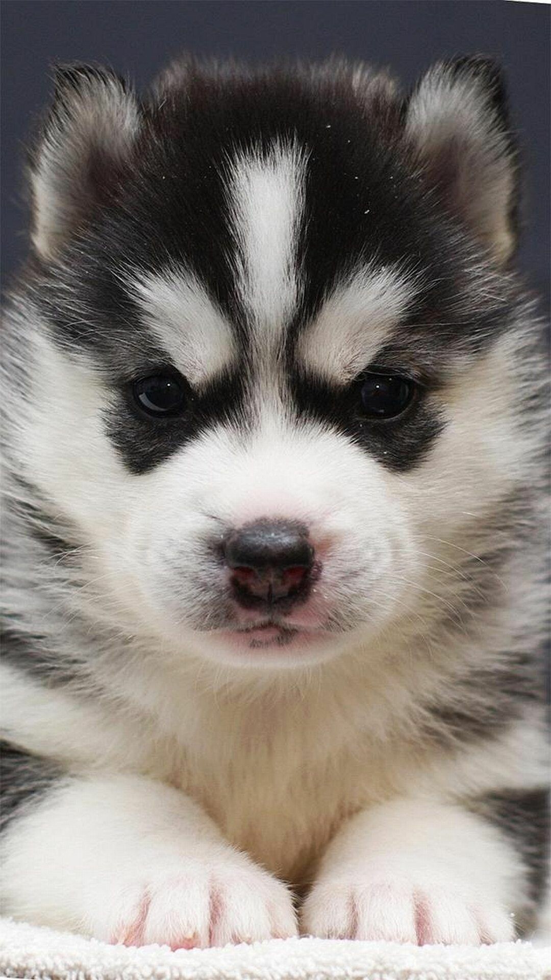 Husky puppy, HTC One wallpaper, Cute puppies, Cute animal, 1080x1920 Full HD Phone