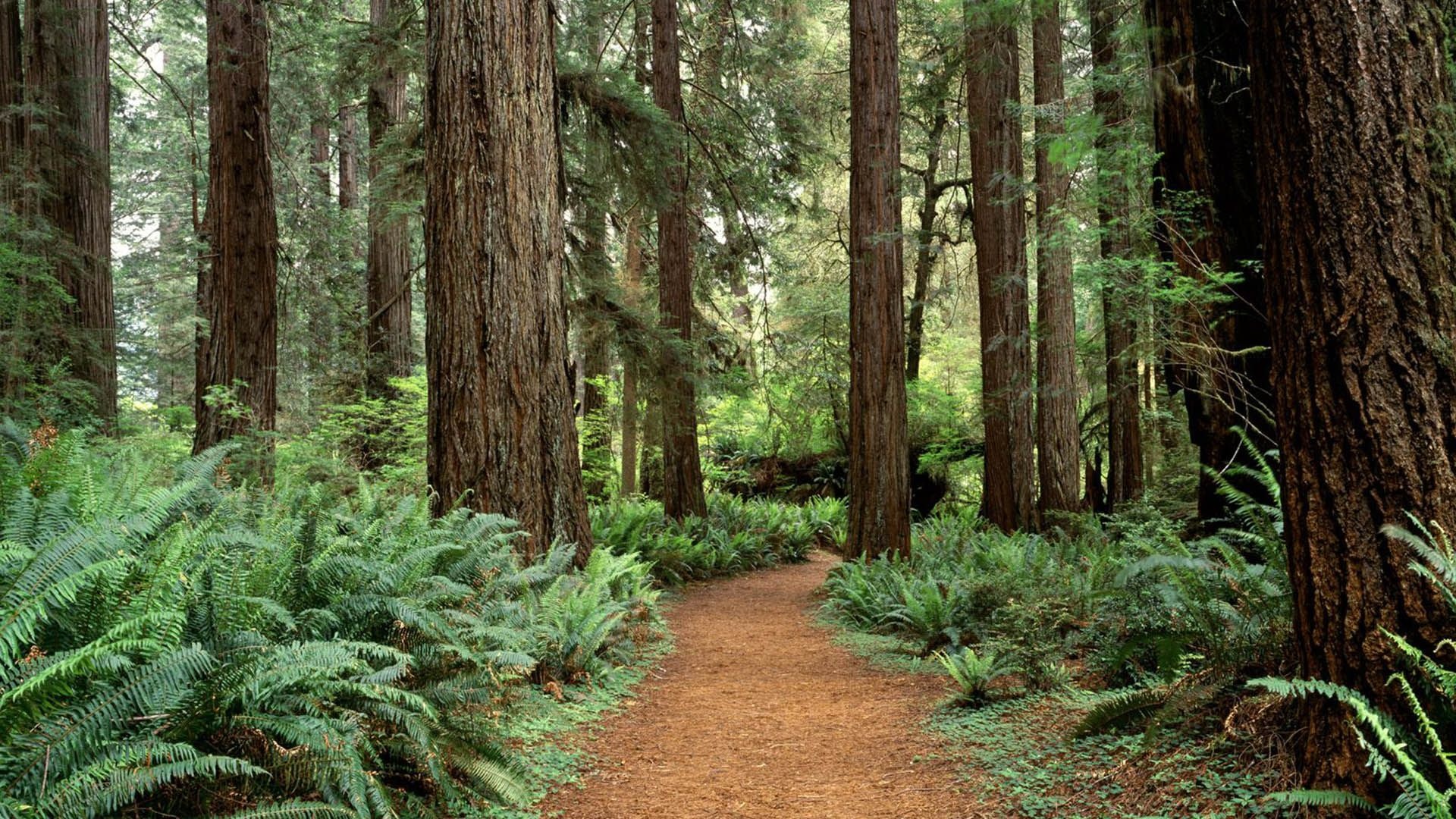 California forest, Towering sequoias, Majestic landscapes, Serenity, 1920x1080 Full HD Desktop