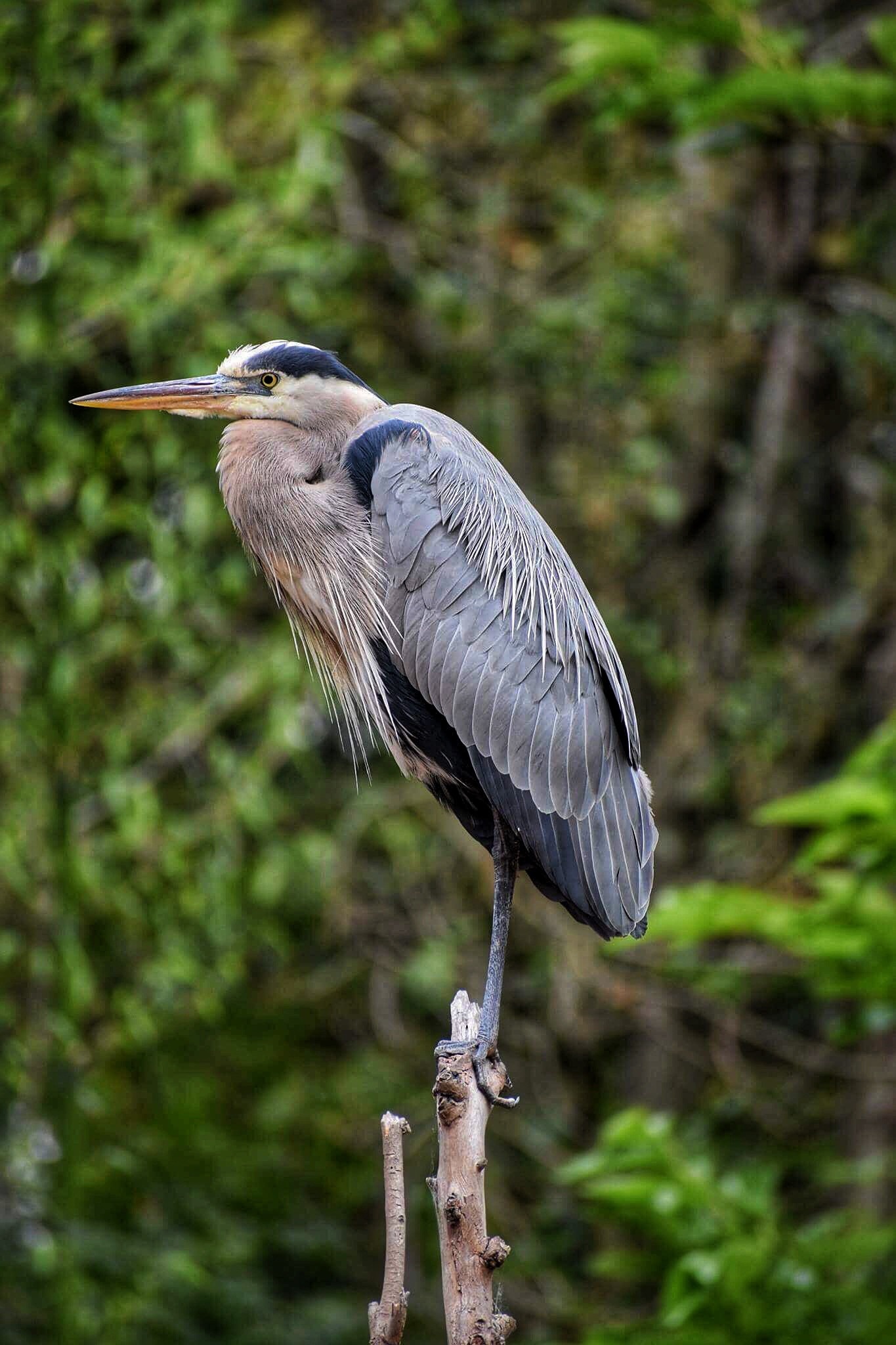 Heron stock photos, Bird images, Nature photography, Avian beauty, 1370x2050 HD Phone