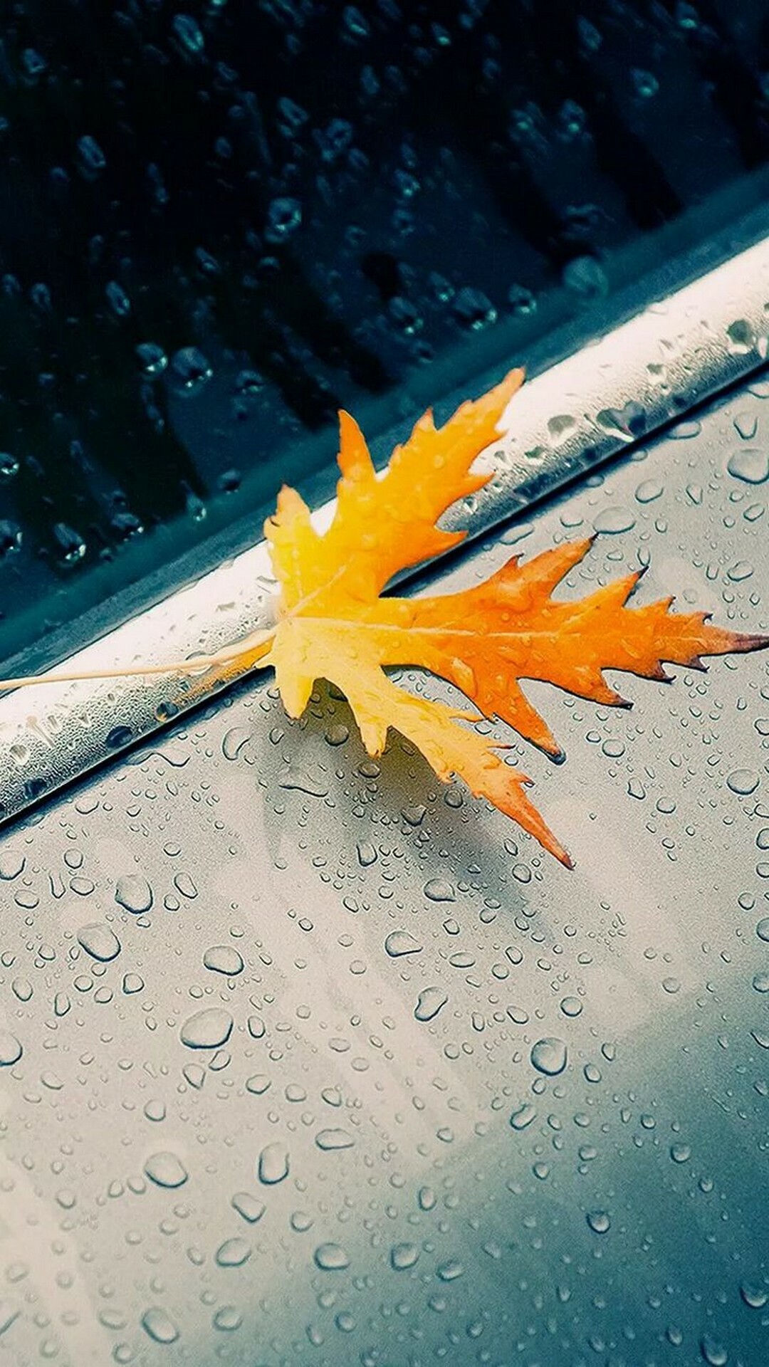 Leaf, Rain Wallpaper, 1080x1920 Full HD Phone