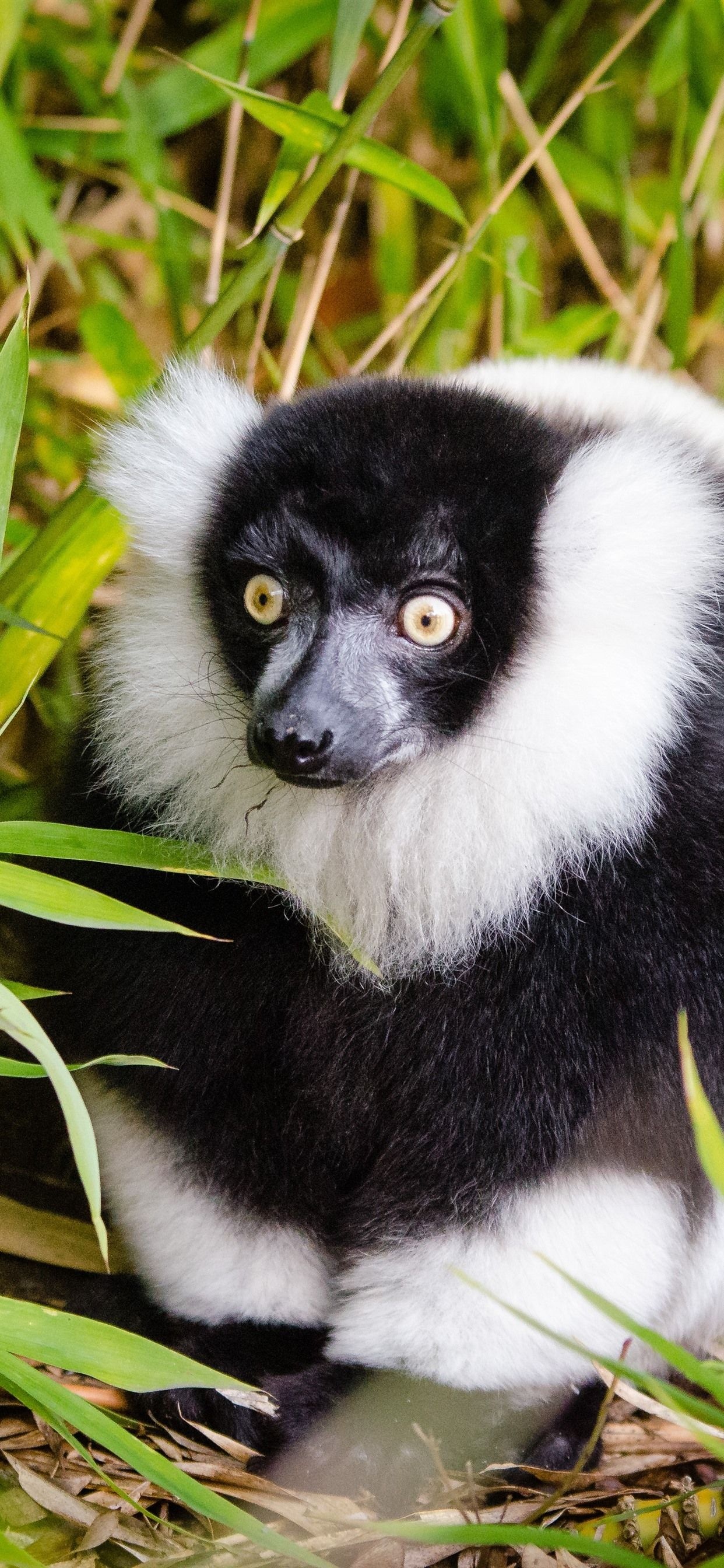 Lemur iPhone wallpapers, Stylish lemurs, Modern aesthetic, Sleek display, 1250x2690 HD Phone