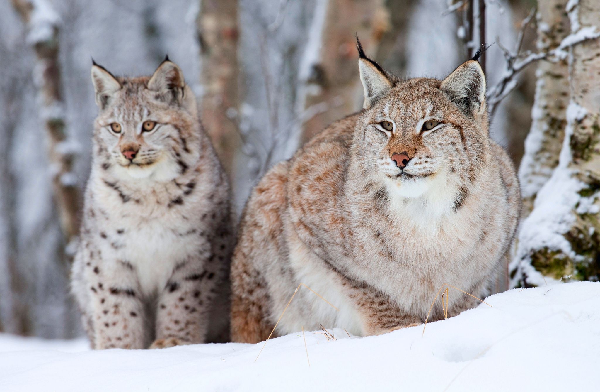 Couple, Bobcat (Red Lynx) Wallpaper, 2050x1340 HD Desktop