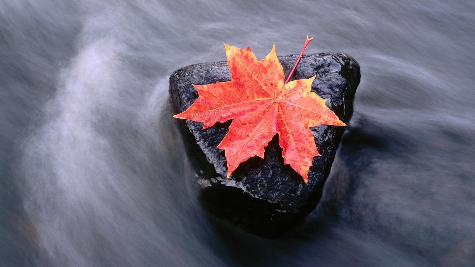 Maple leaf wallpapers, Nature's beauty, Visual delight, Fine details, 1920x1080 Full HD Desktop