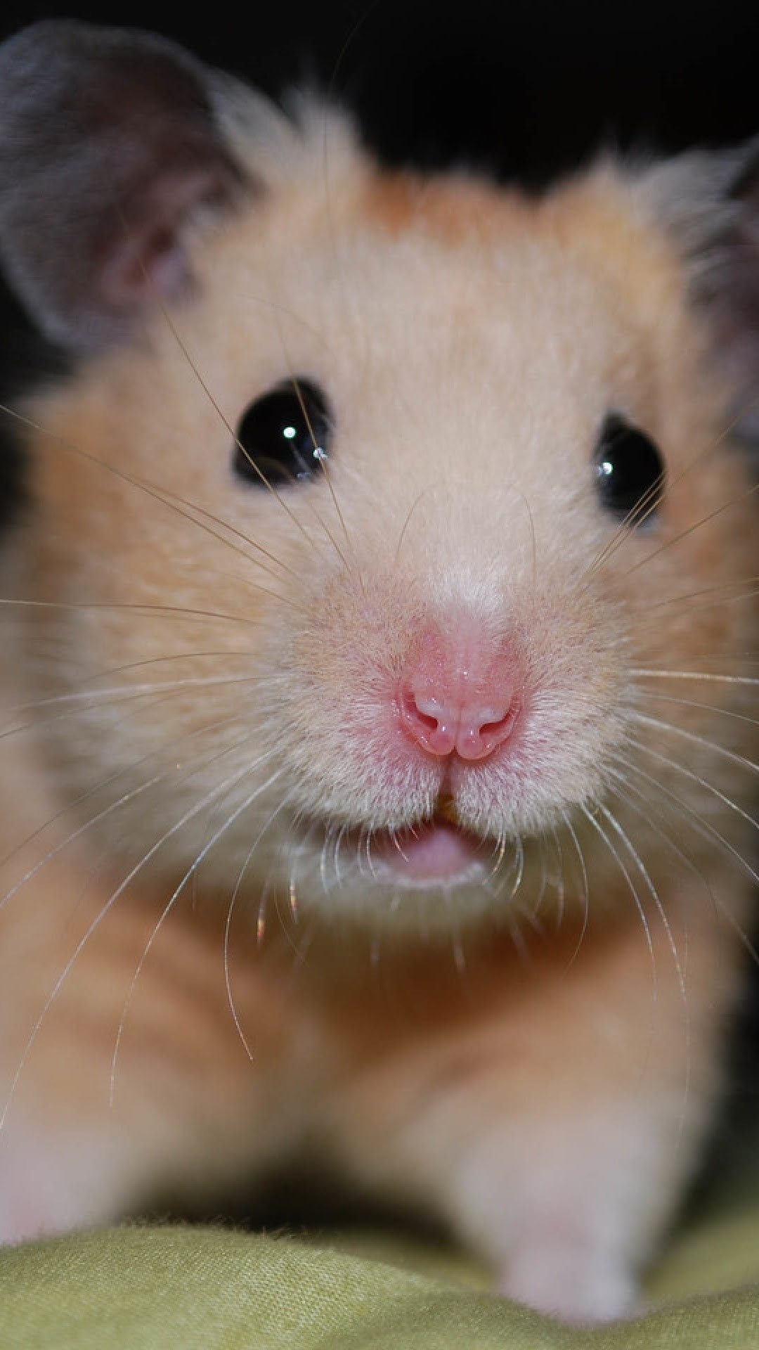 Cute hamster, Photo collection, Wholesome images, Screensaver-worthy, 1080x1920 Full HD Phone