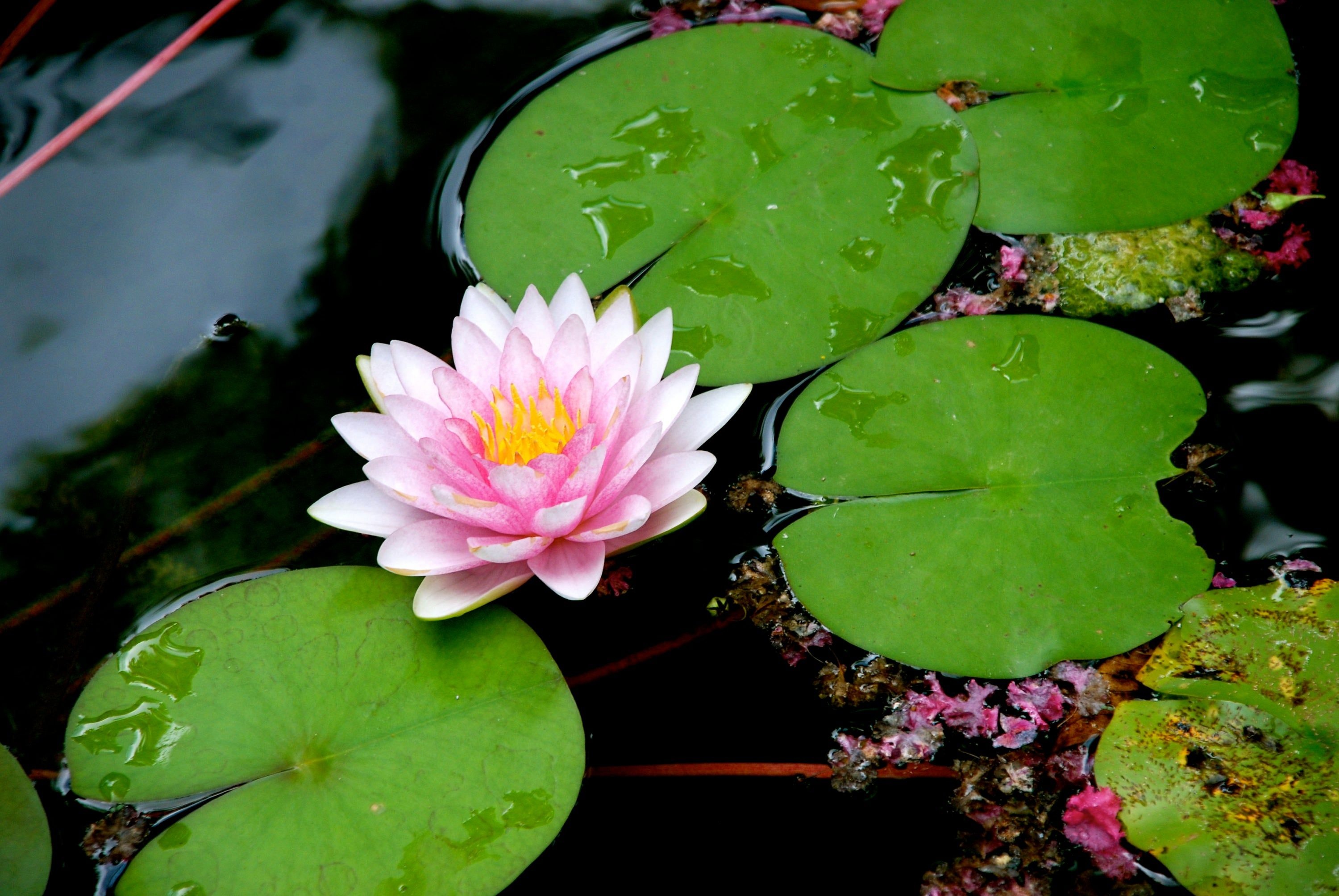 Nature, gold plated, lily pad, stud earrings, 3000x2010 HD Desktop