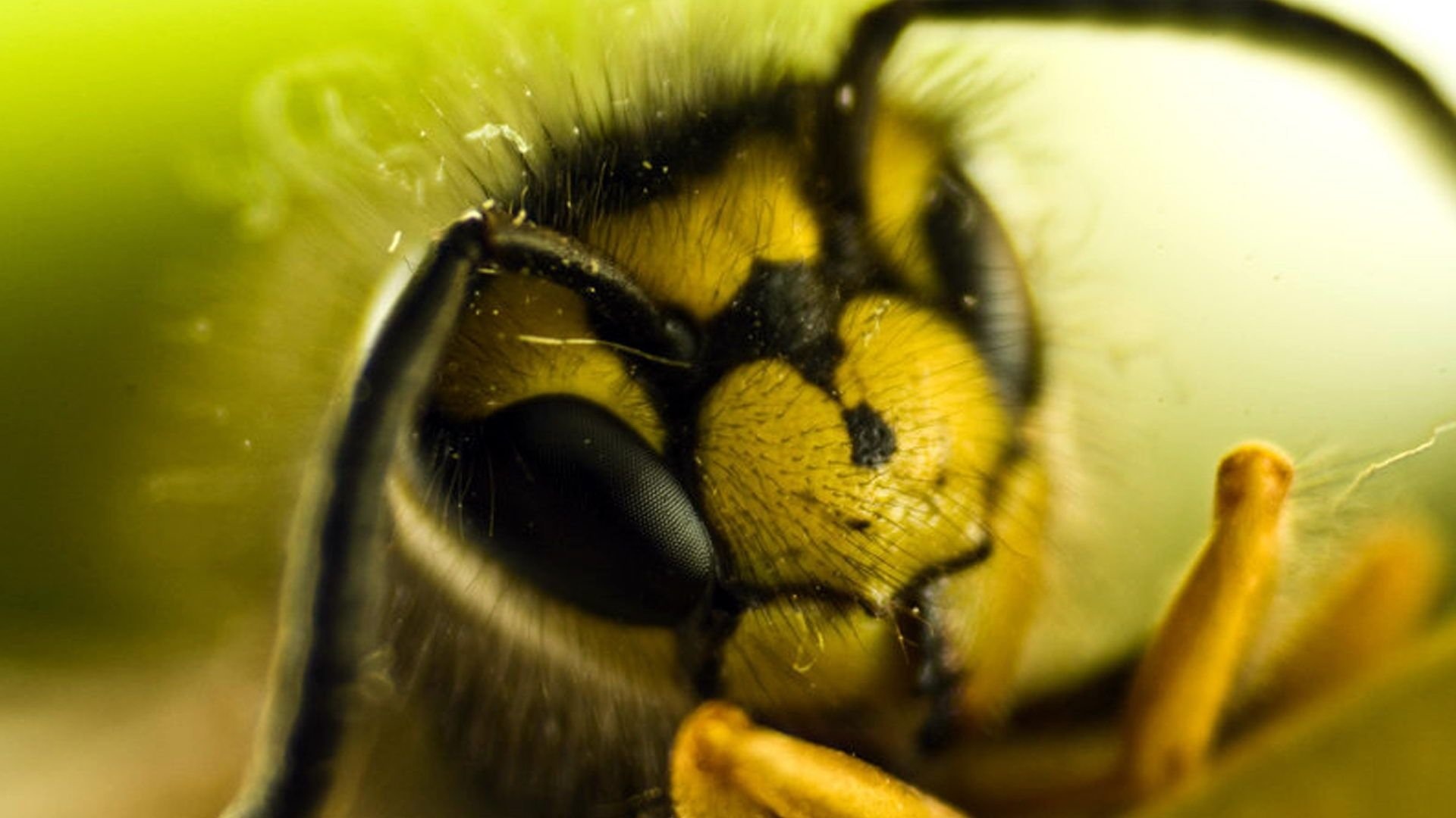 Bee, Bee wallpaper, High resolution, Desktop beauty, 1920x1080 Full HD Desktop