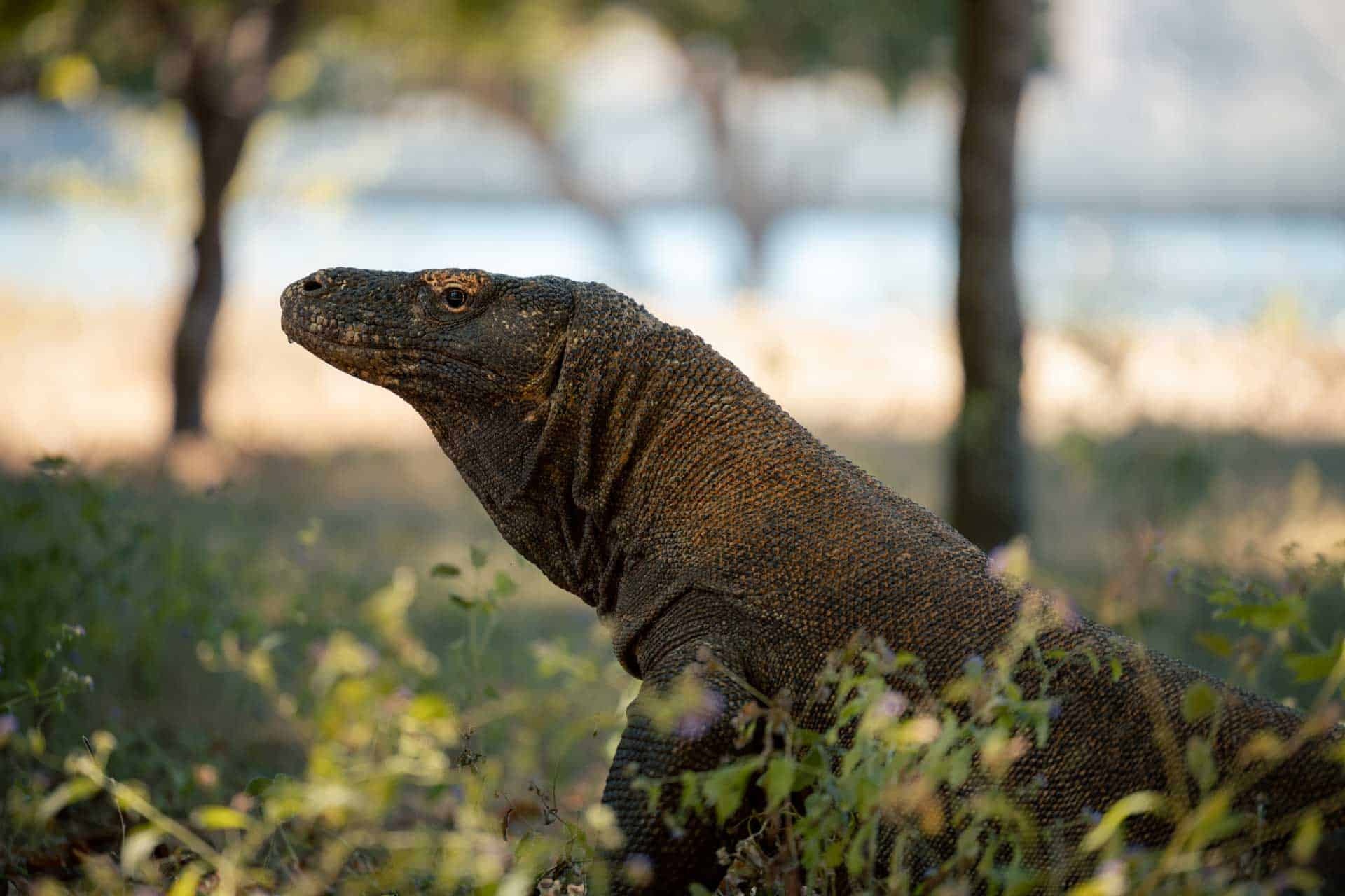 Komodo Island, Visitor's guide, Updated 2022, Jonny Melon, 1920x1280 HD Desktop