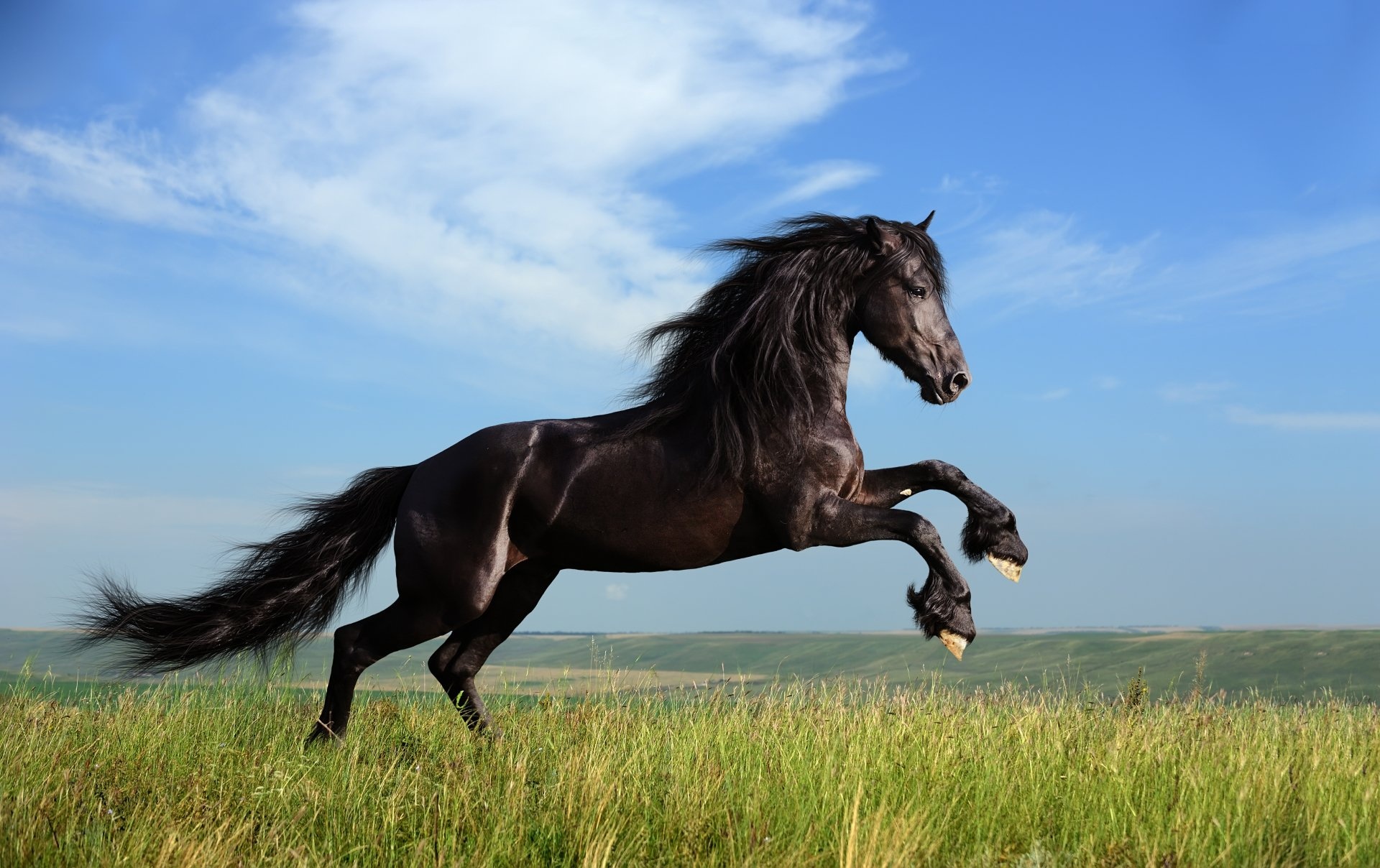 Horse HD wallpapers, Crisp visuals, Background images, Nature's grace, 1920x1210 HD Desktop