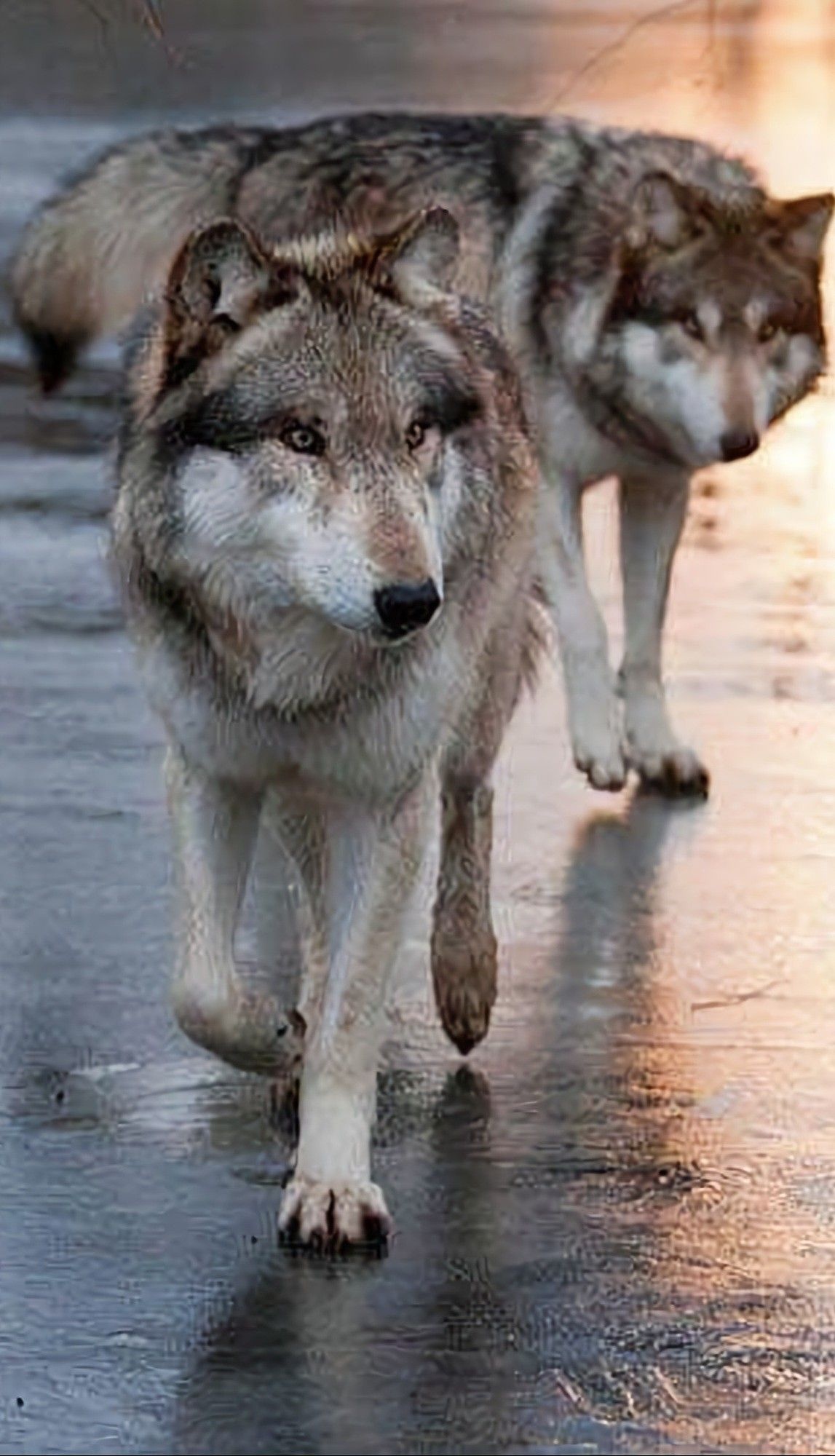 Gray Wolf, Beautiful wolves, Wolf pictures, Wolf love, 1150x2000 HD Phone