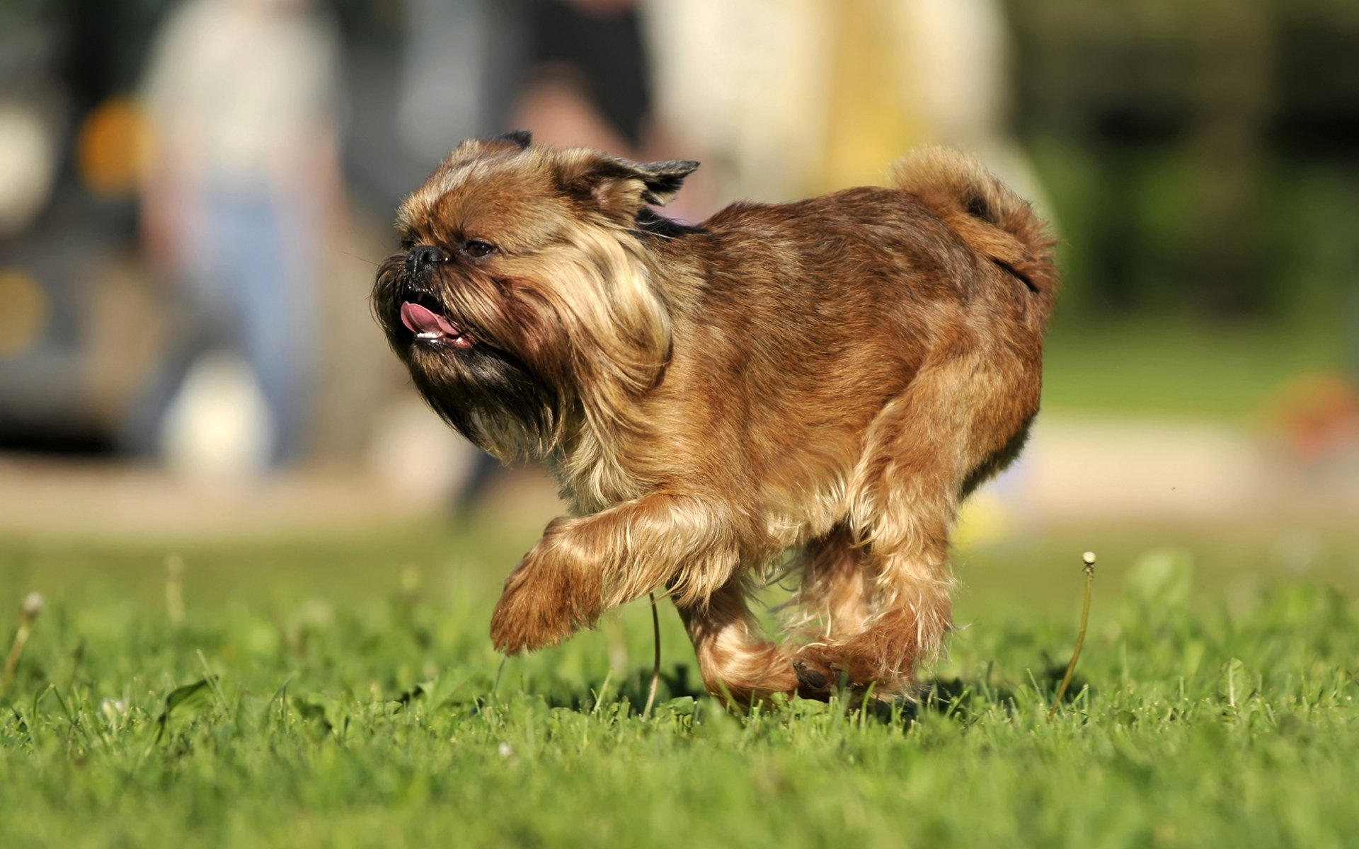 Brussels Griffon, Dog lover, Canine companion, Animal photography, 1920x1200 HD Desktop