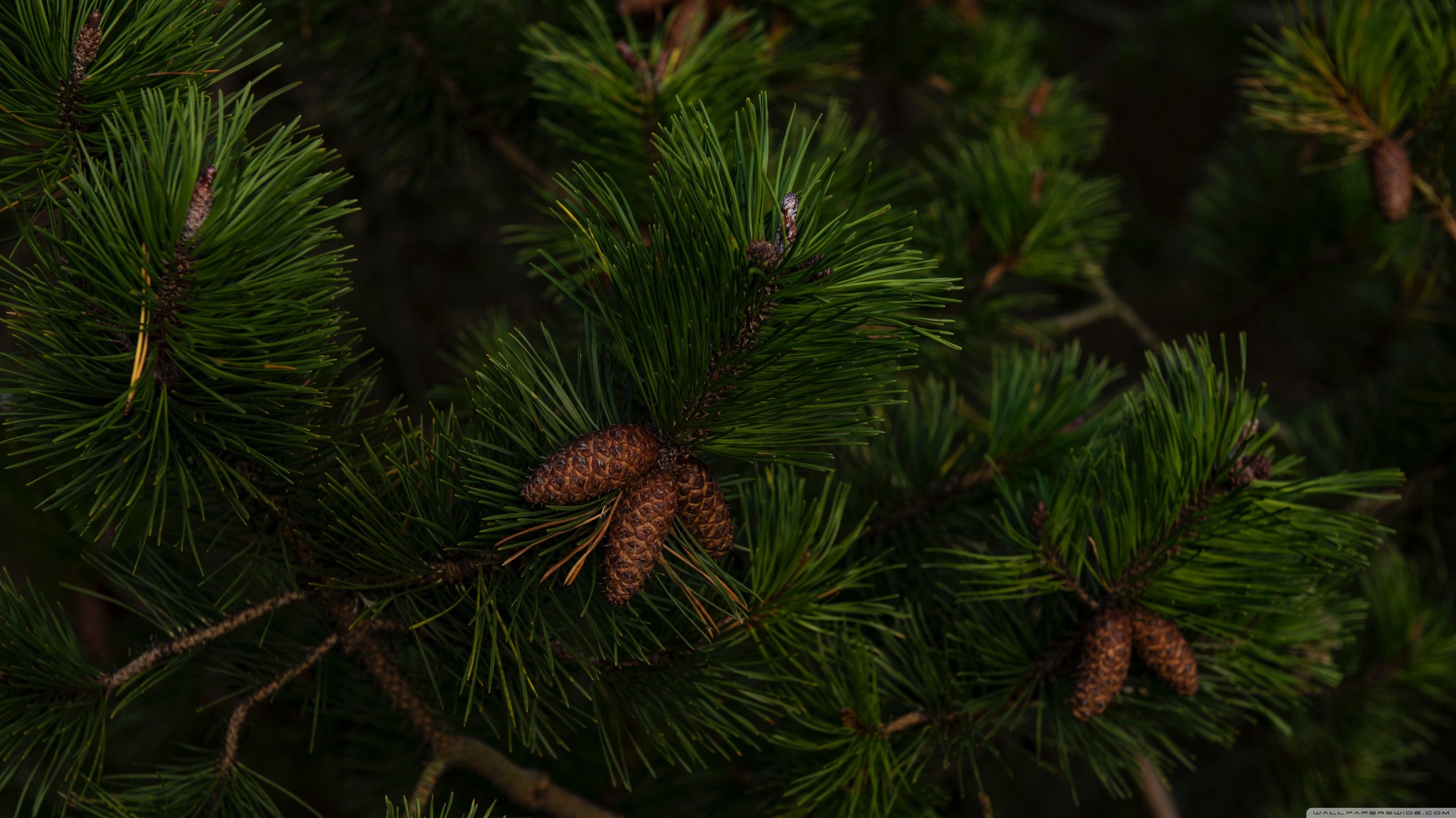 Cones, Pine Trees Wallpaper, 3840x2160 4K Desktop