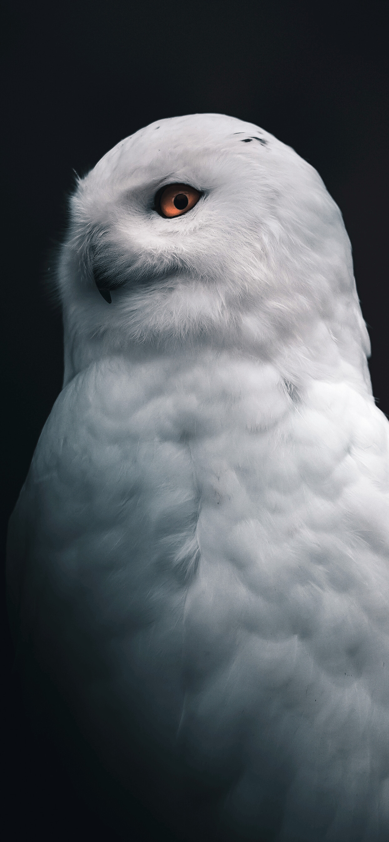 Owl wallpaper, iPhone compatible, High definition beauty, Wallpaper on 3wallpapers, 1250x2690 HD Phone