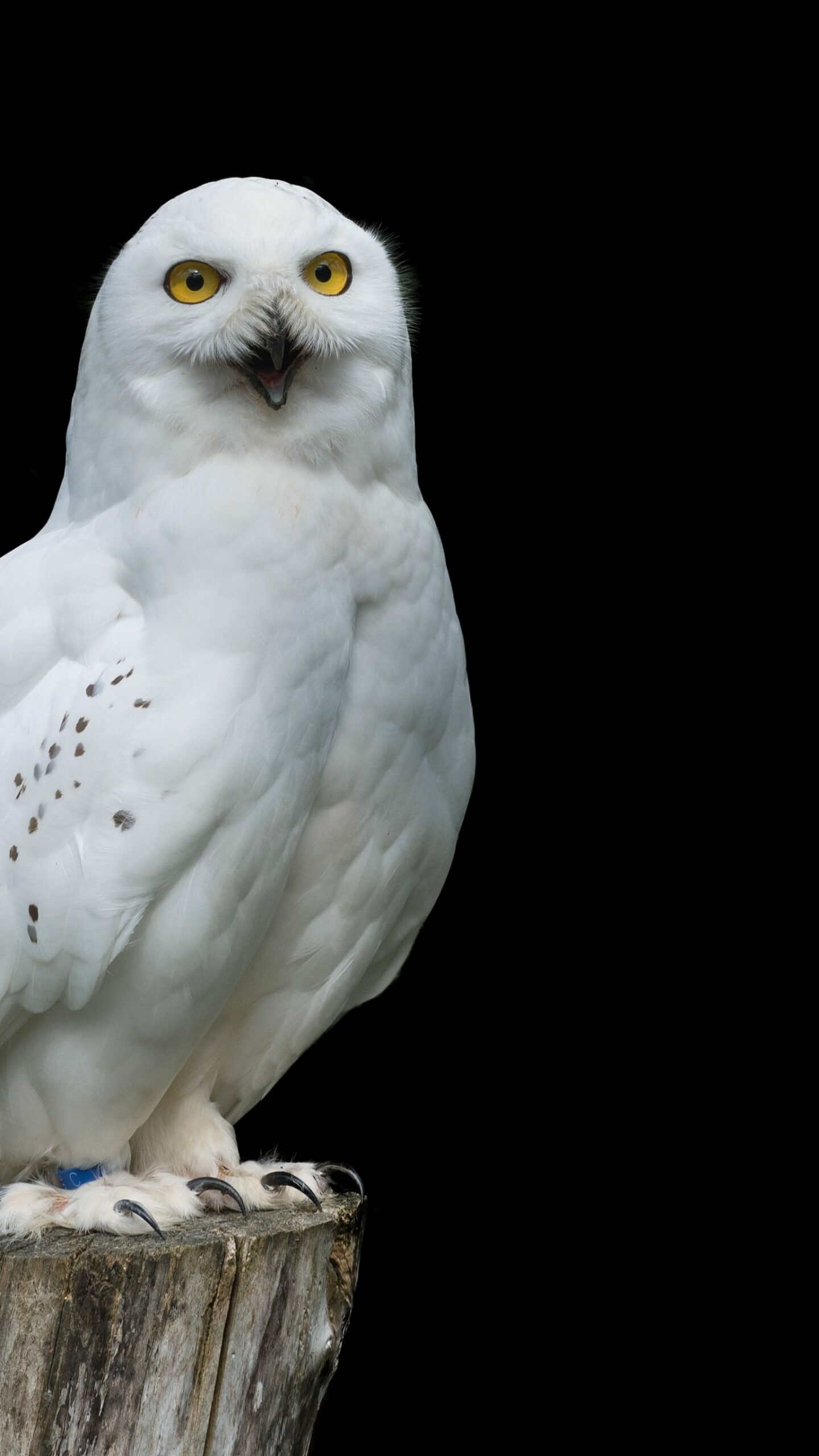 Snowy owl in HD, Nature's beauty, Winter-themed wallpaper, Captivating backdrop, 1440x2560 HD Phone