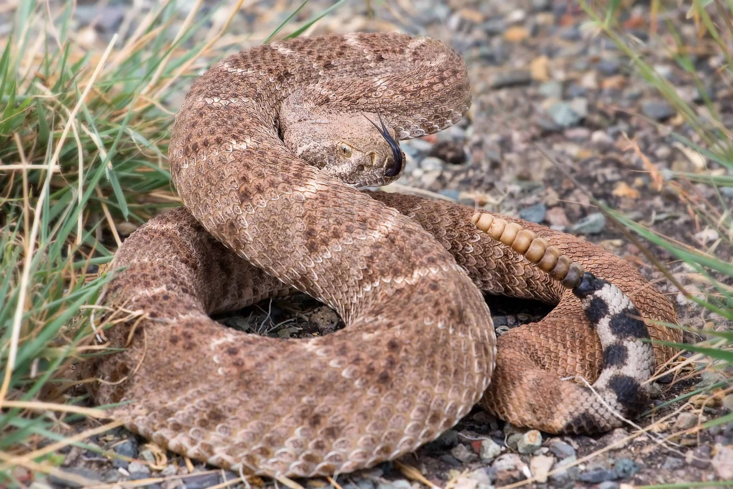 Red diamond rattlesnake, Rattlesnake Wallpaper, 2560x1710 HD Desktop