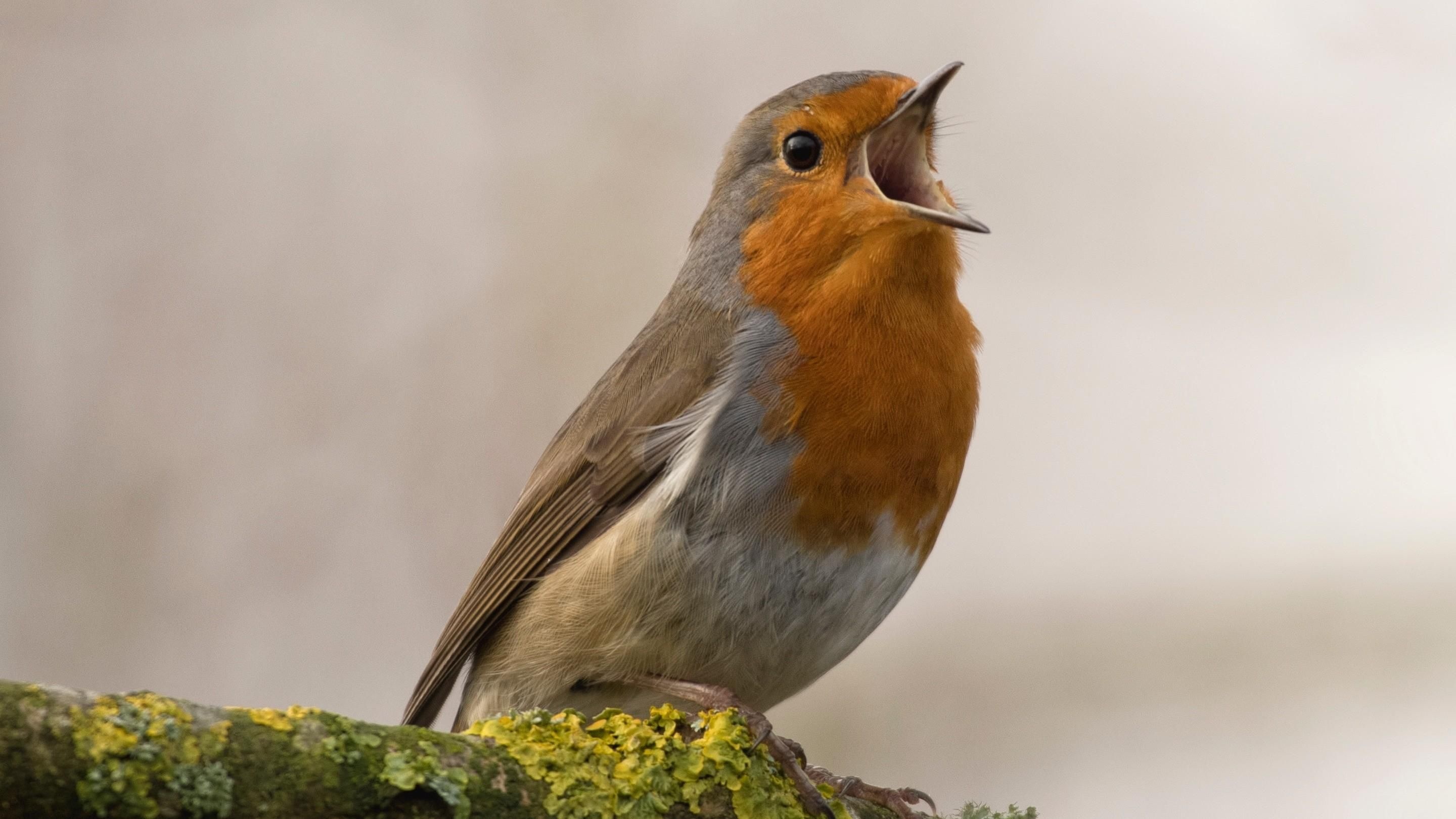 Singing, Robin (Bird) Wallpaper, 2880x1620 HD Desktop