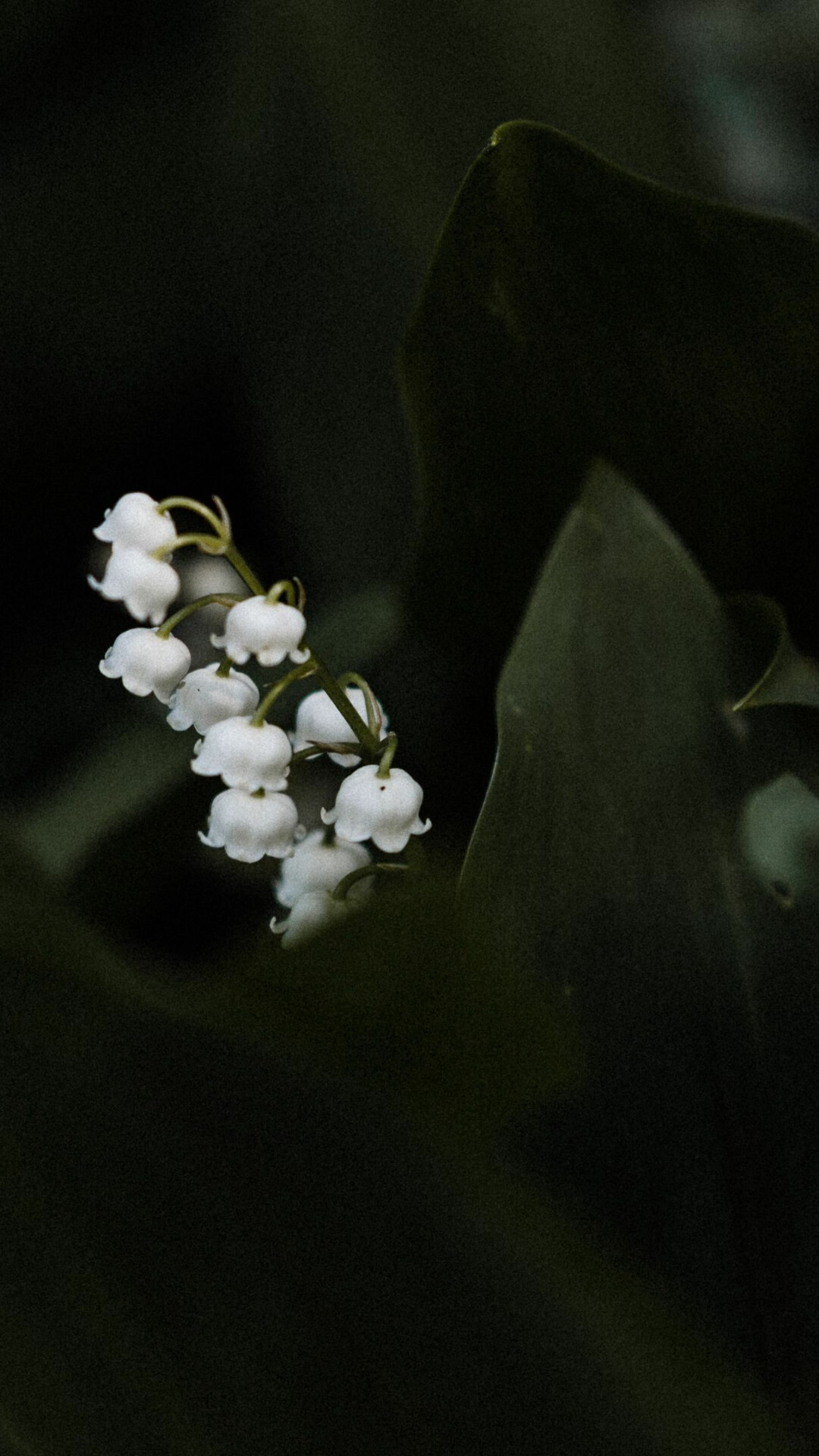 Lily of the Valley, Pinimg's collection, Floral delight, Captivating blooms, 1080x1920 Full HD Phone