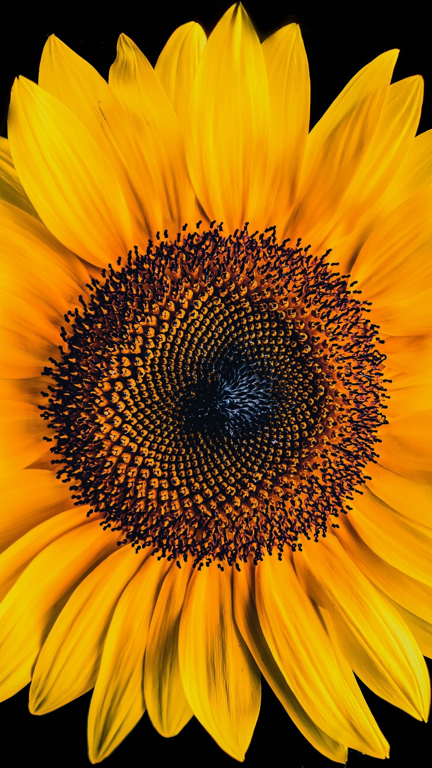 Sunflower wallpaper, 4k black background, Yellow flowers, Vibrant beauty, 1440x2560 HD Phone