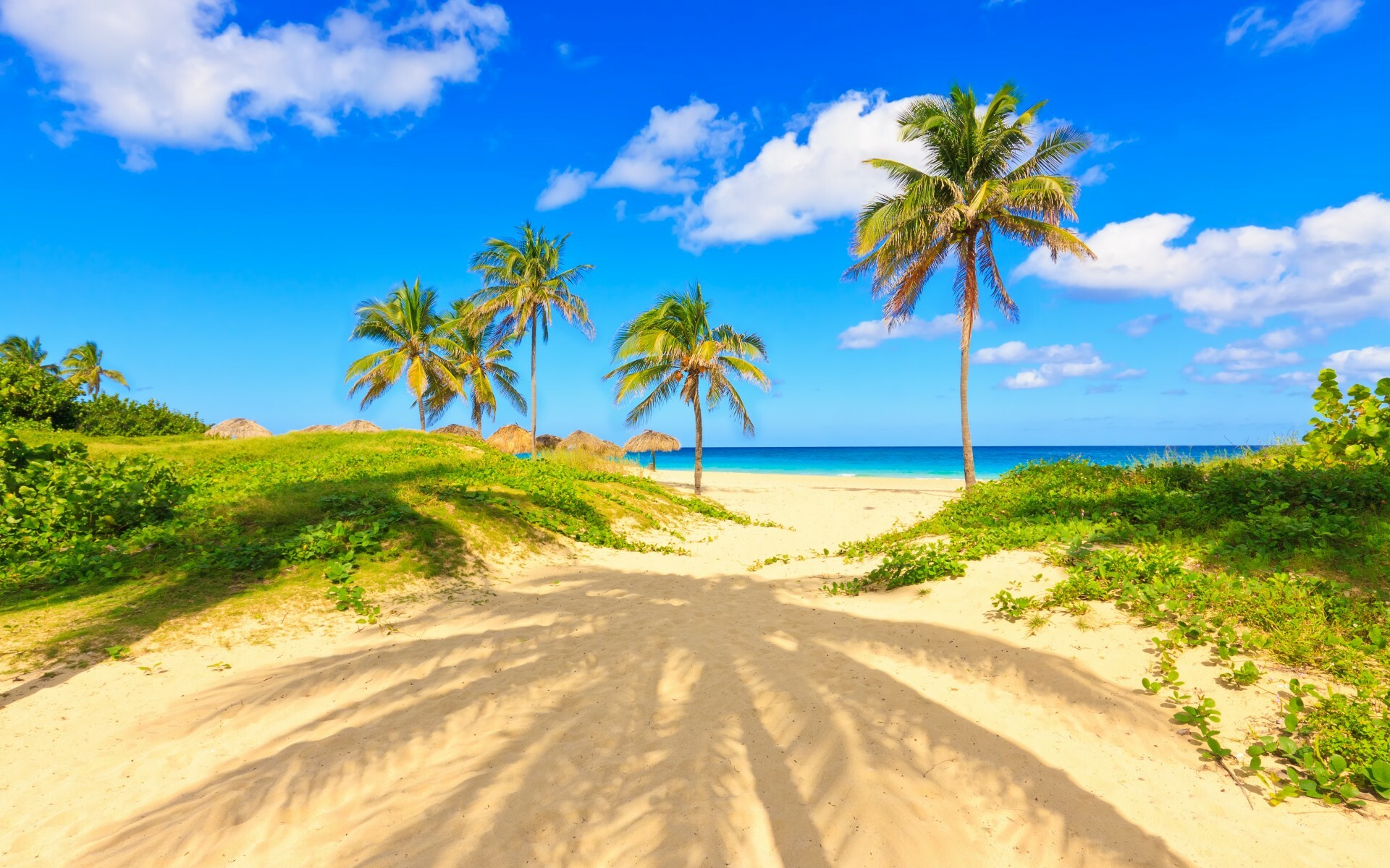 4K ultra HD wallpaper, Nature's canvas, Lush palm trees, Crystal clear, 1920x1200 HD Desktop