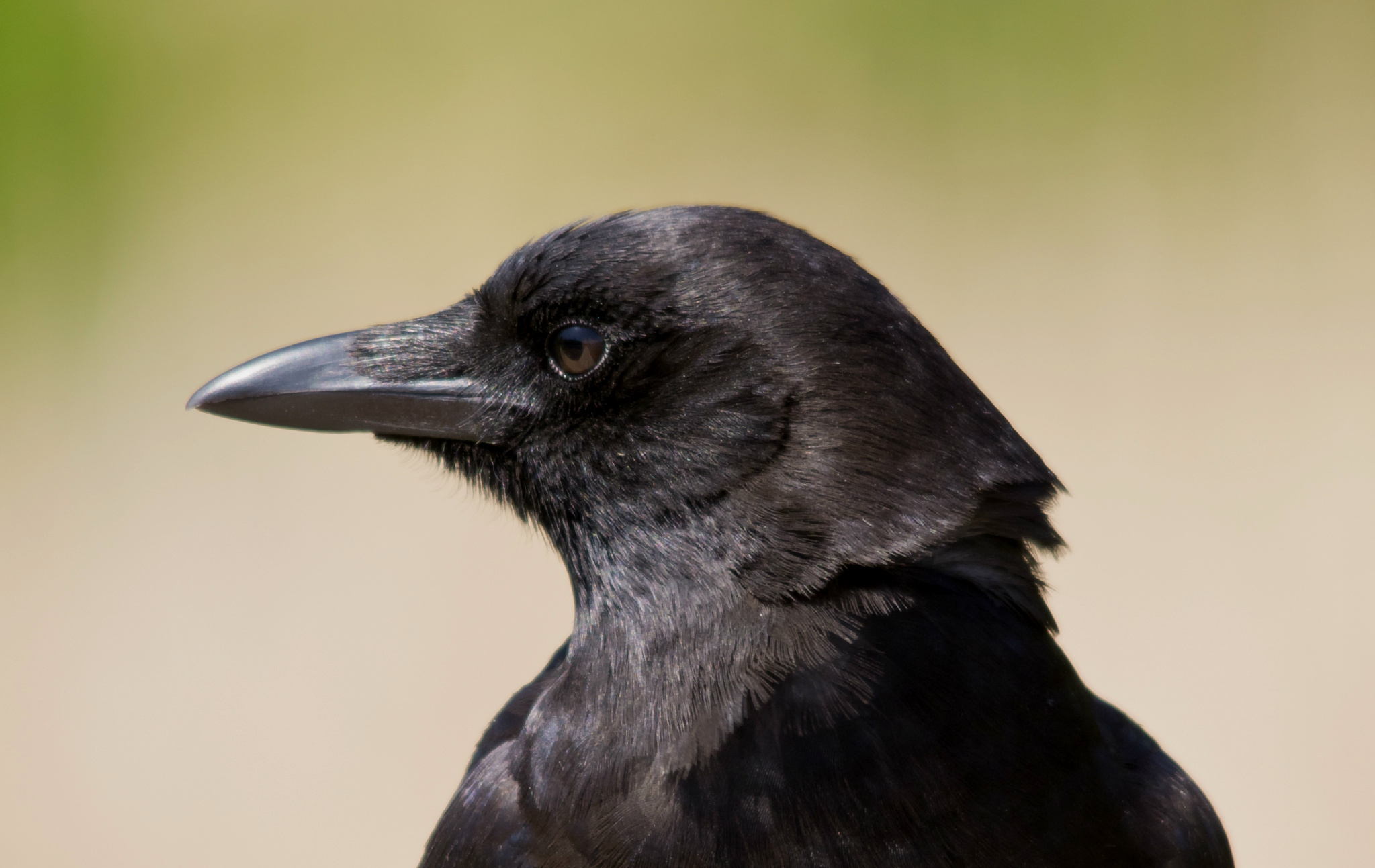 Crow animal quotes, Symbol of mystery, Dark inspiration, Wise creature, 2050x1300 HD Desktop