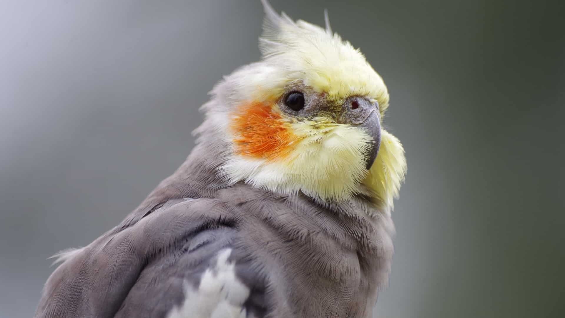 Pets4Company cockatiel, Trusted pet services, Feathery friends, Companion animals, 1920x1080 Full HD Desktop