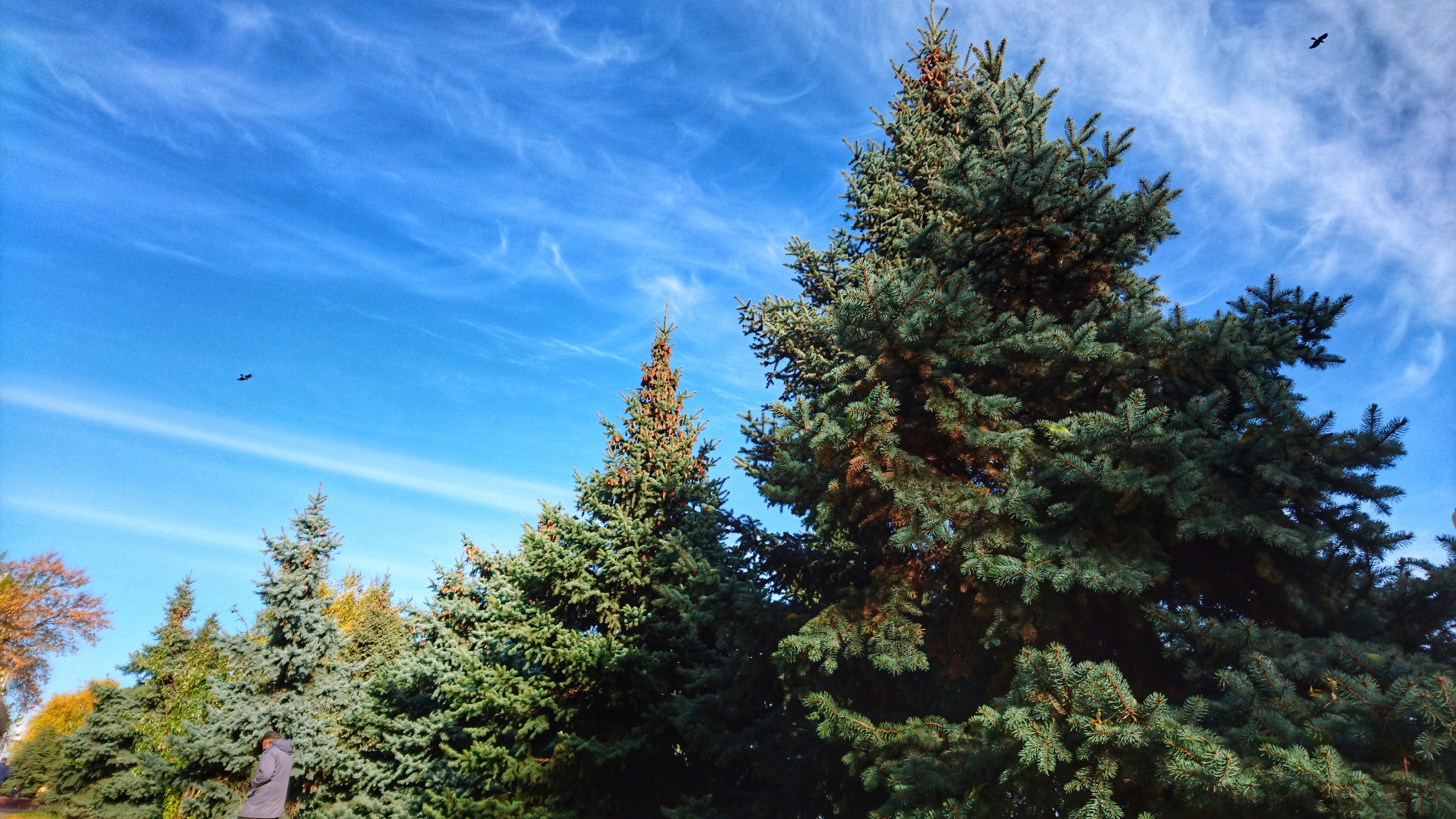 Nature ecosystem, Woody plant, Coniferous forest, Spruce fir, 3840x2160 4K Desktop