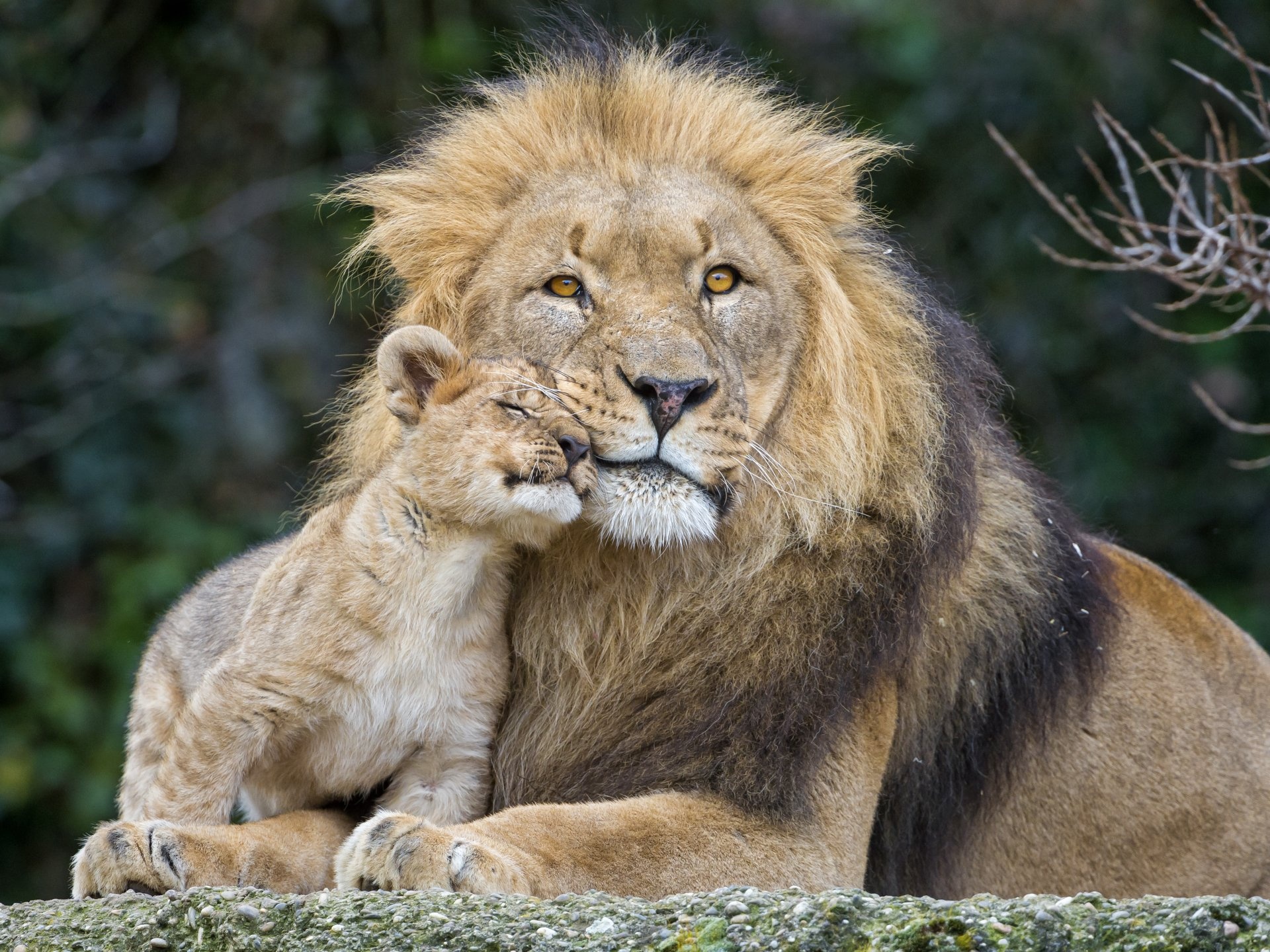 Lion, Baby Animal Wallpaper, 1920x1440 HD Desktop