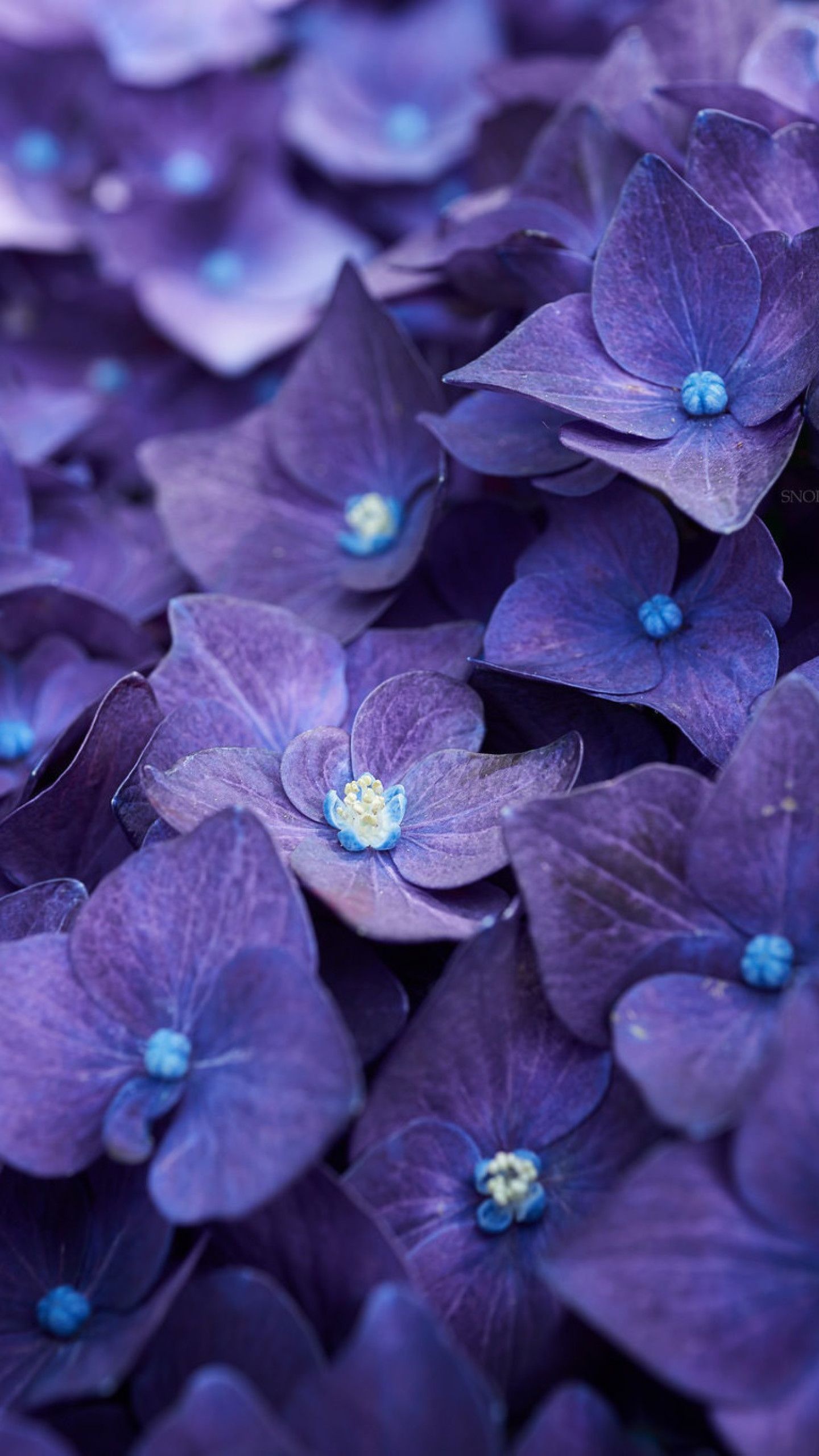 Violet flowers, Beautiful phone background, Nature's gift, Floral perfection, 1440x2560 HD Phone