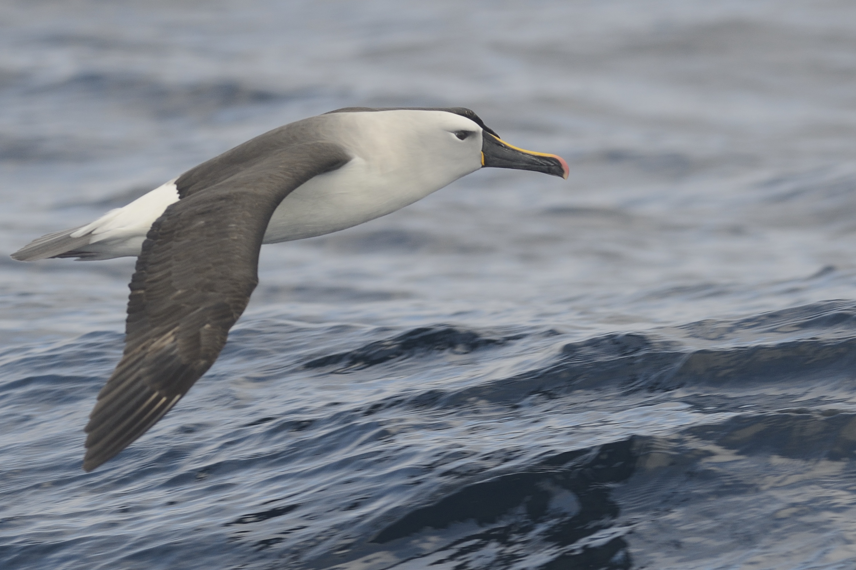 Indian yellow-nosed albatross, Holmen birding safaris, Coastal birdwatching, Dreamy avian scenery, 3000x2000 HD Desktop