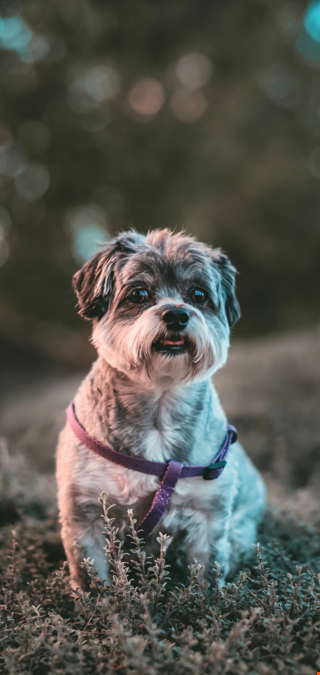 Terrier, Dogs Wallpaper, 1080x2280 HD Phone