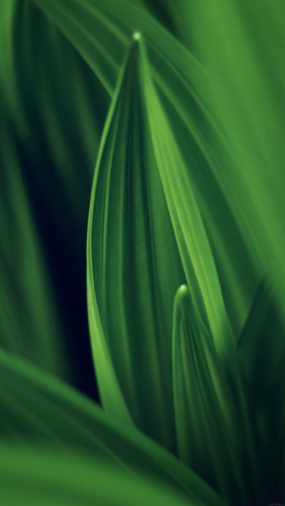 Leaf nature green, Android wallpaper, HD wallpapers, 1080x1920 Full HD Phone