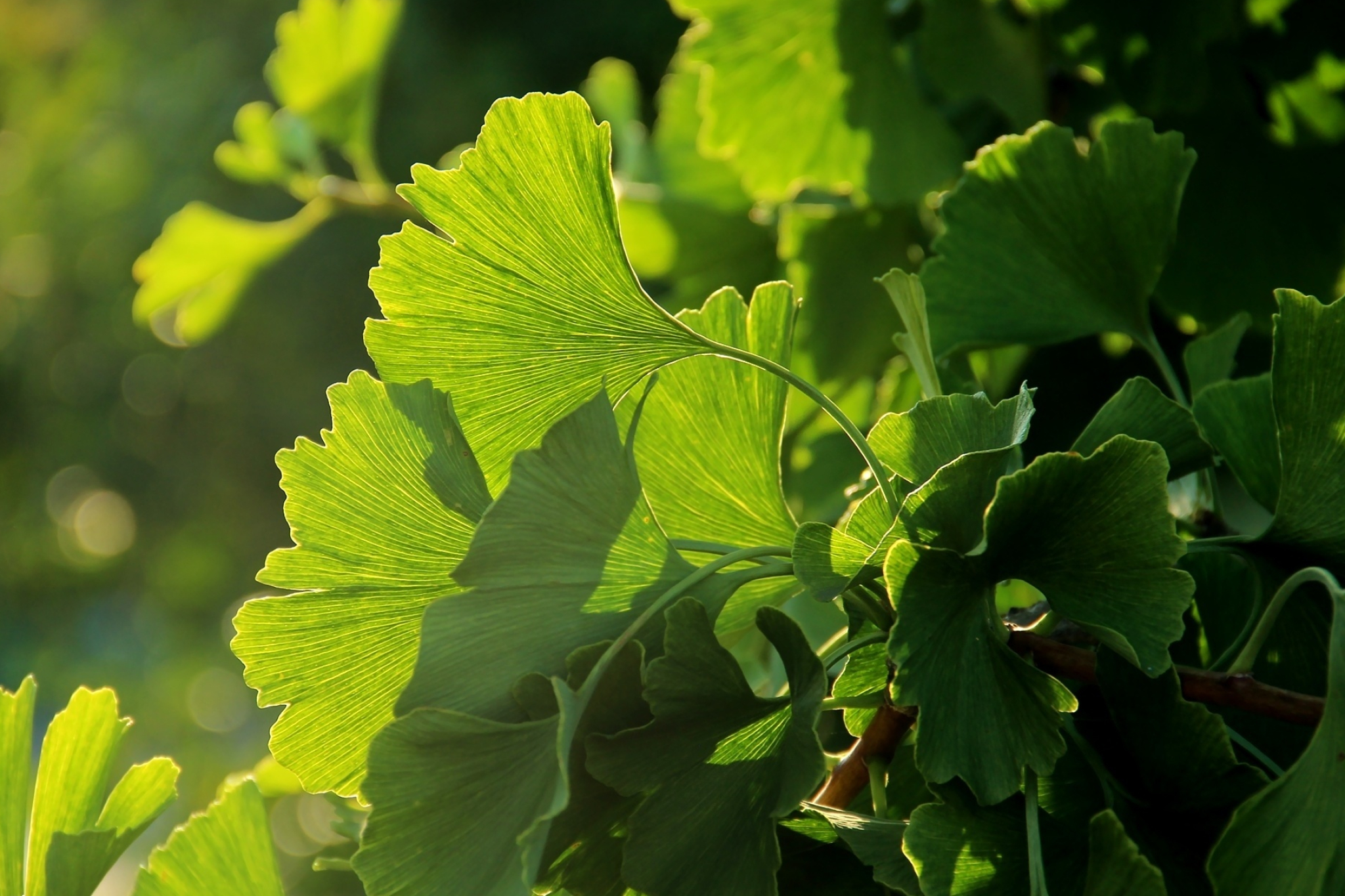 Ginkgo Biloba, Japanese aesthetics, Full HD wallpapers, Nature's elegance, 2050x1370 HD Desktop