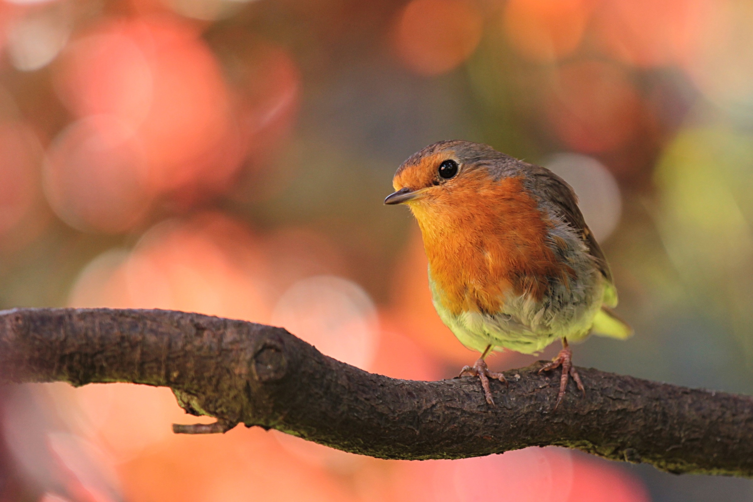 Branch, Robin (Bird) Wallpaper, 2400x1600 HD Desktop