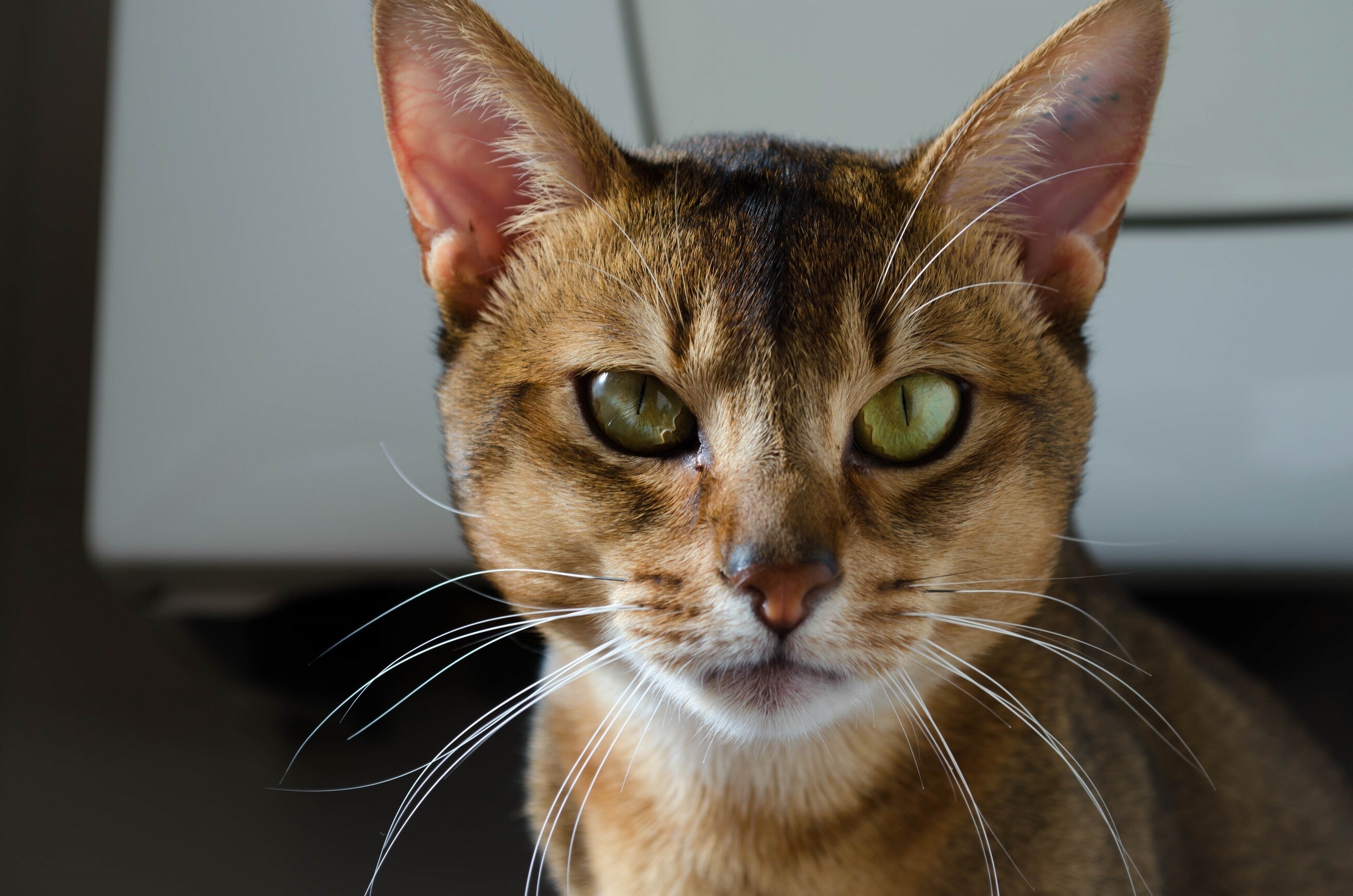 Whiskers, Abyssinian Wallpaper, 2600x1730 HD Desktop