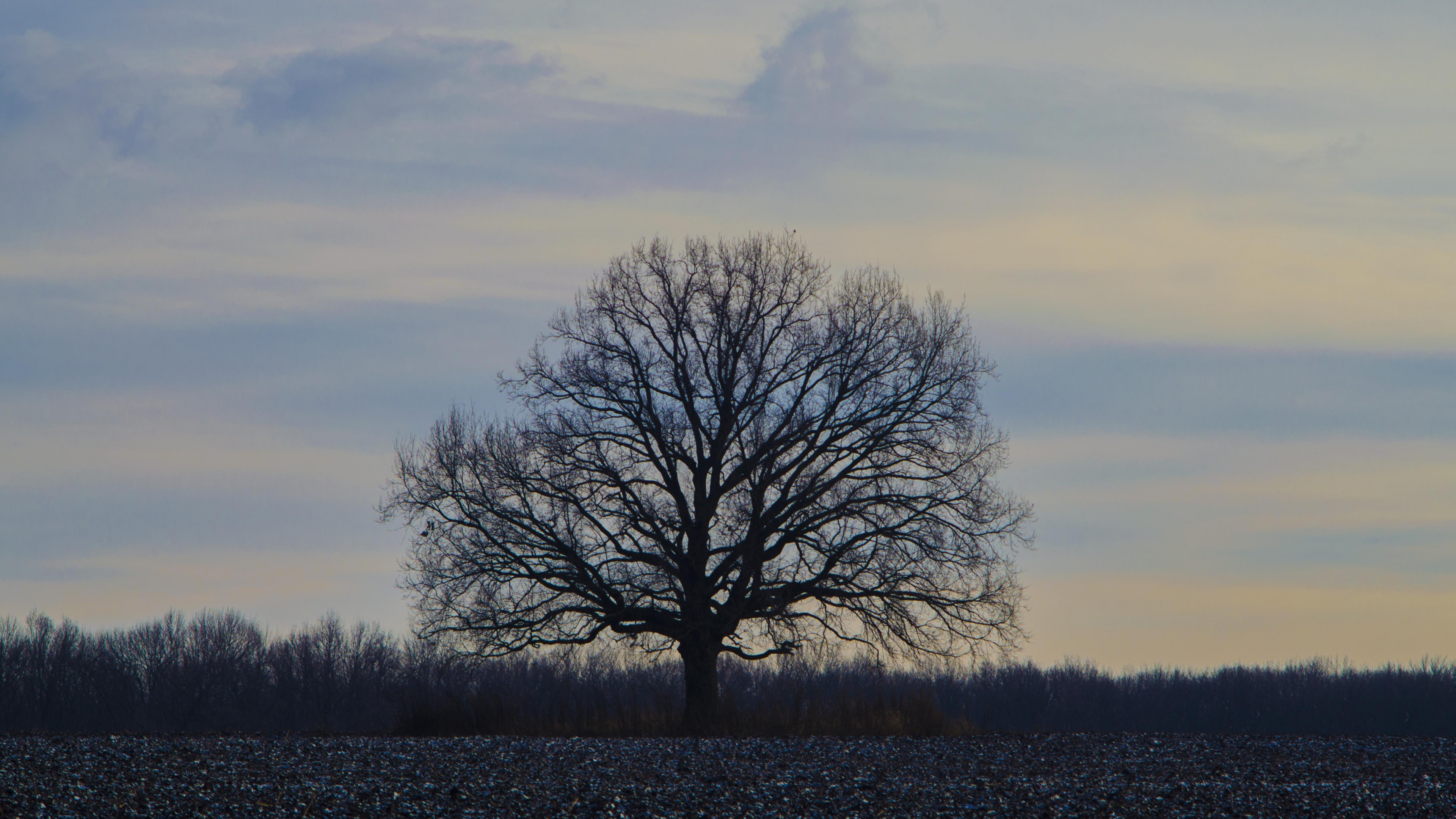 Stunning oak tree sunset, Serene evening scenery, UHD wallpaper, Beautiful background, 3840x2160 4K Desktop