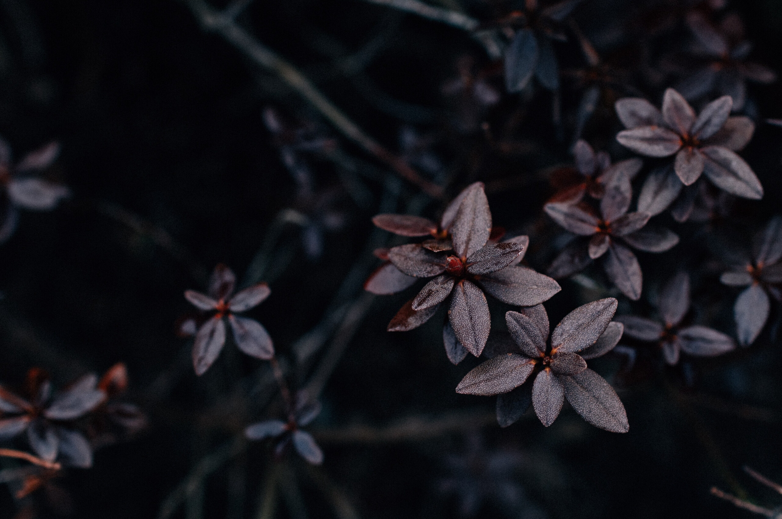 Berberis, Leaves Wallpaper, 2560x1700 HD Desktop