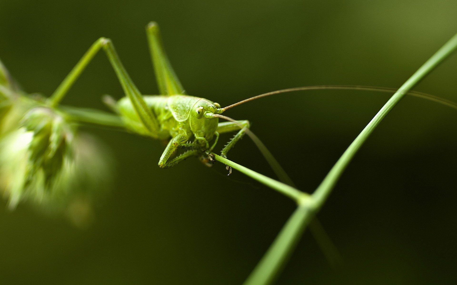 Grasshopper, Desktop wallpapers, Background images, HD, 1920x1200 HD Desktop