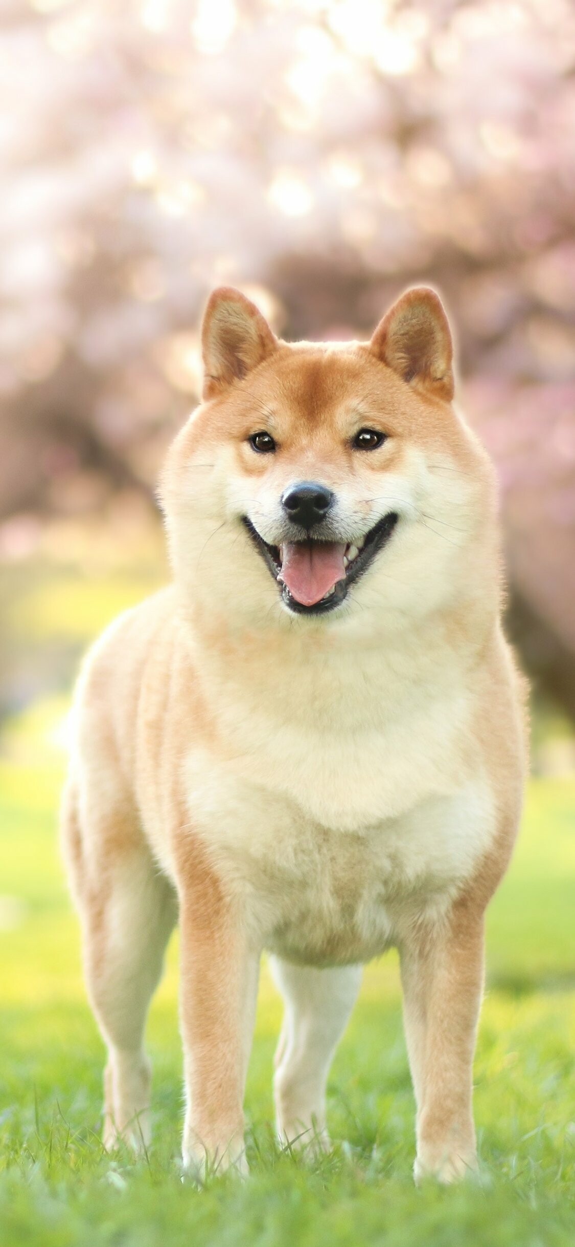 Shiba Inu, Animal shiba inu, 1130x2440 HD Phone