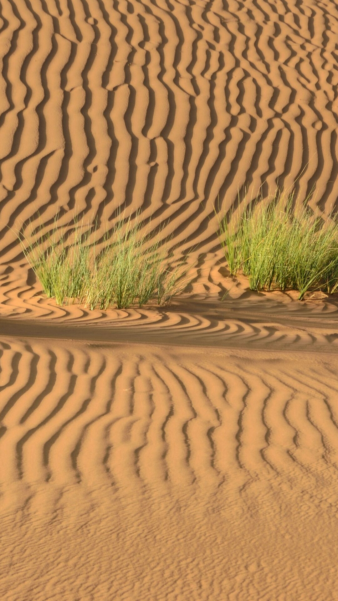 Desert Wilderness, Untamed beauty, Pristine landscapes, Nature's sanctuary, 1080x1920 Full HD Phone