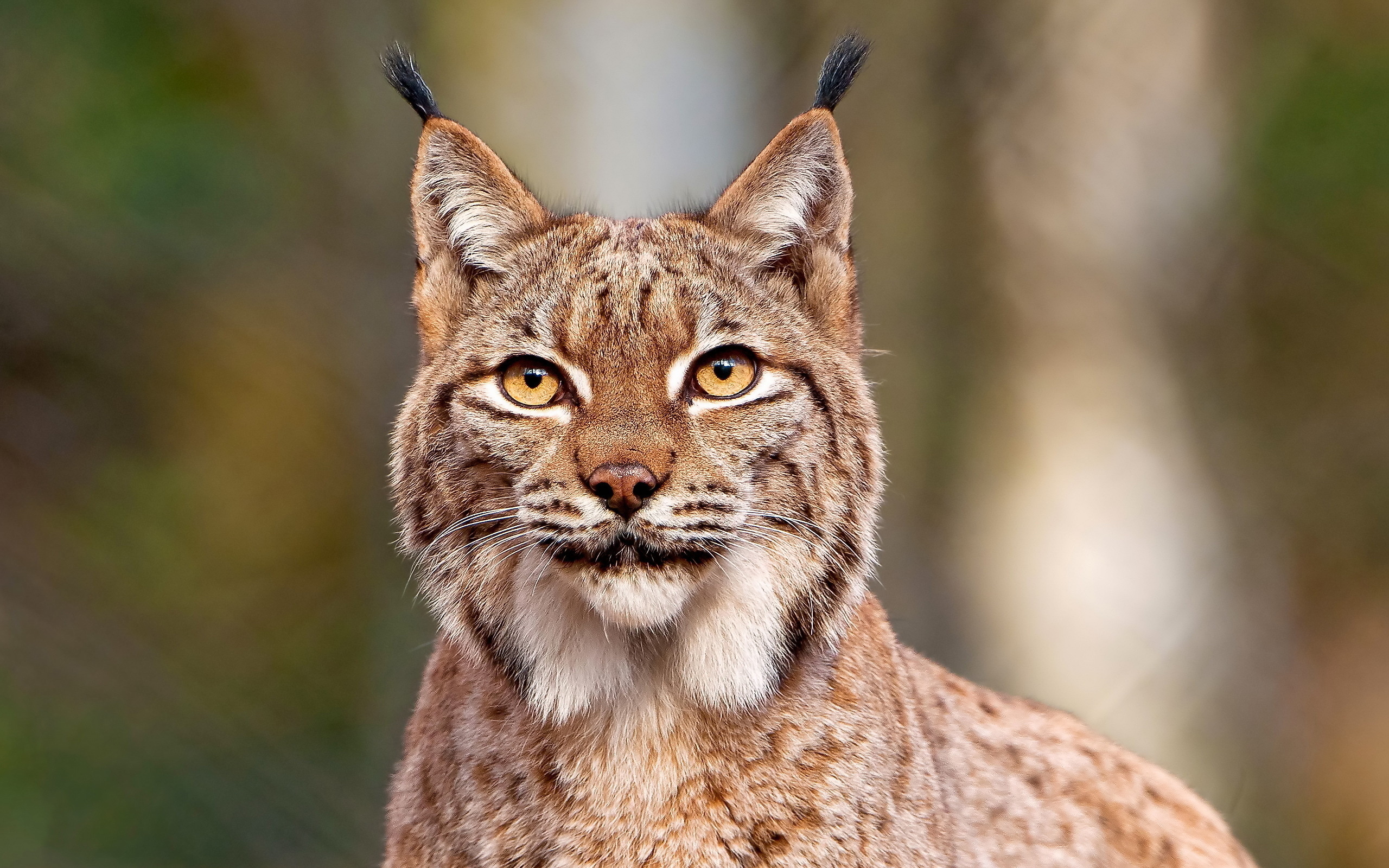 Lynx background, HD, 38470 px, 2560x1600 HD Desktop