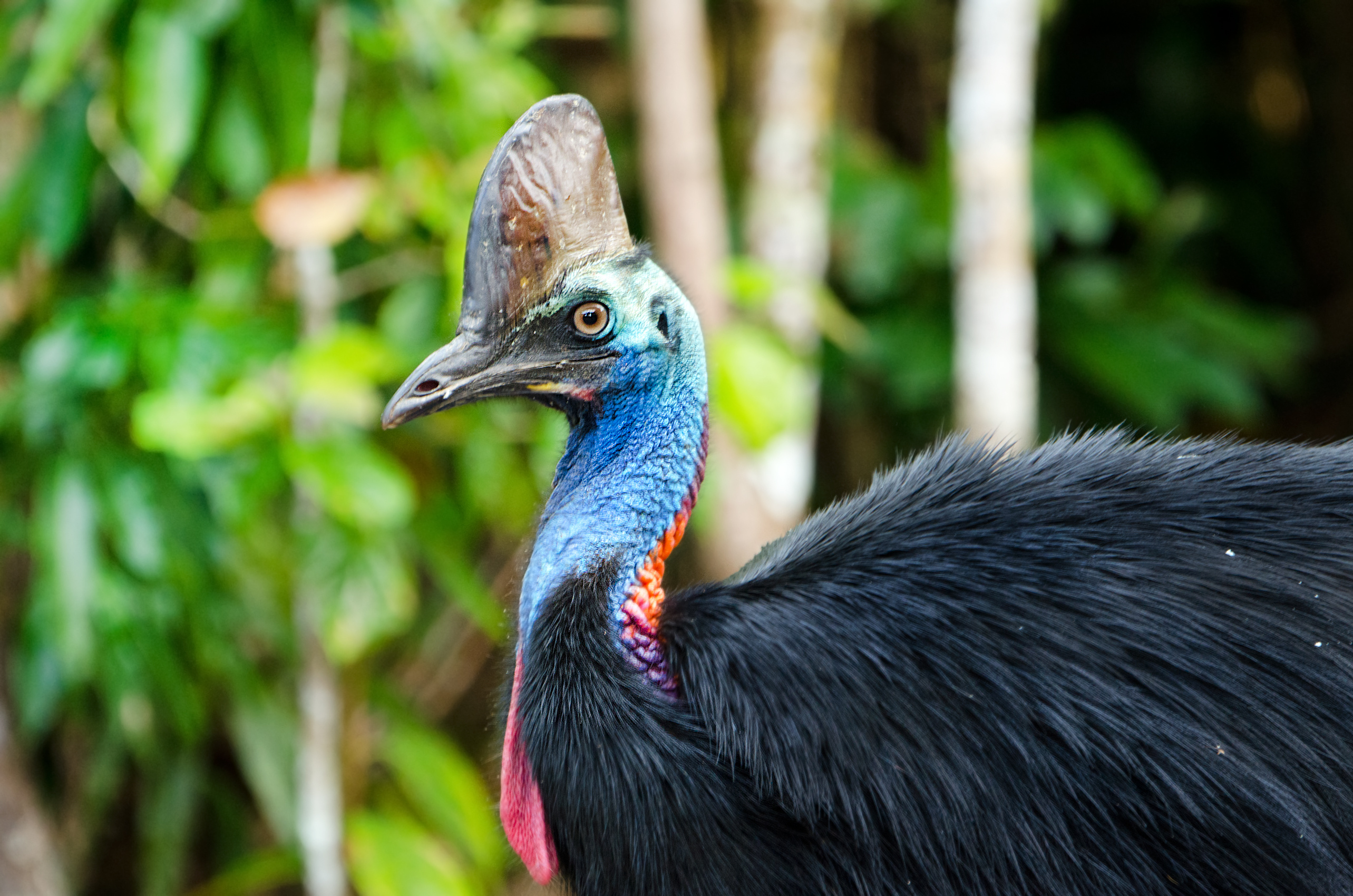 Florida cassowary attack, Deadly bird encounter, Tragic human fatality, Washington Post coverage, 2570x1700 HD Desktop