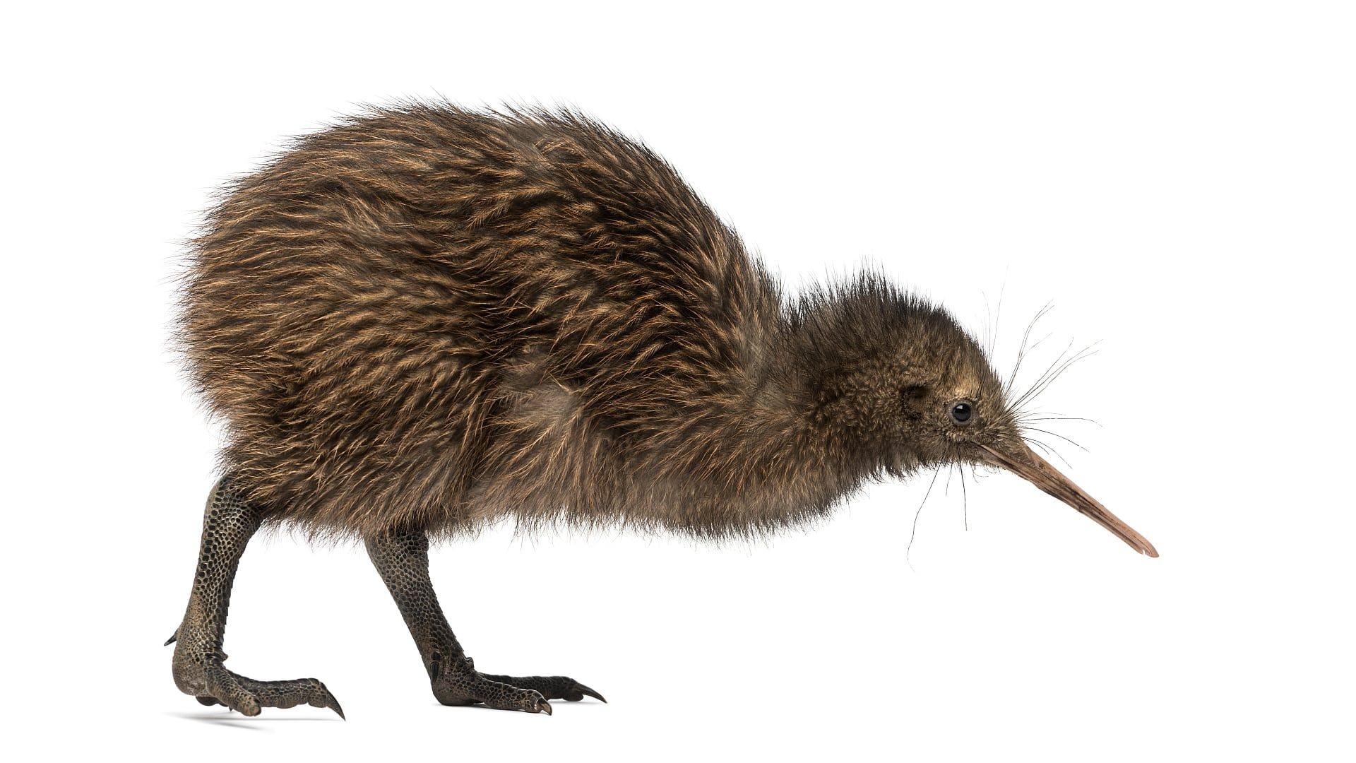 Baby Kiwi Bird, Mother Google Search, Bird Photography, 1920x1080 Full HD Desktop