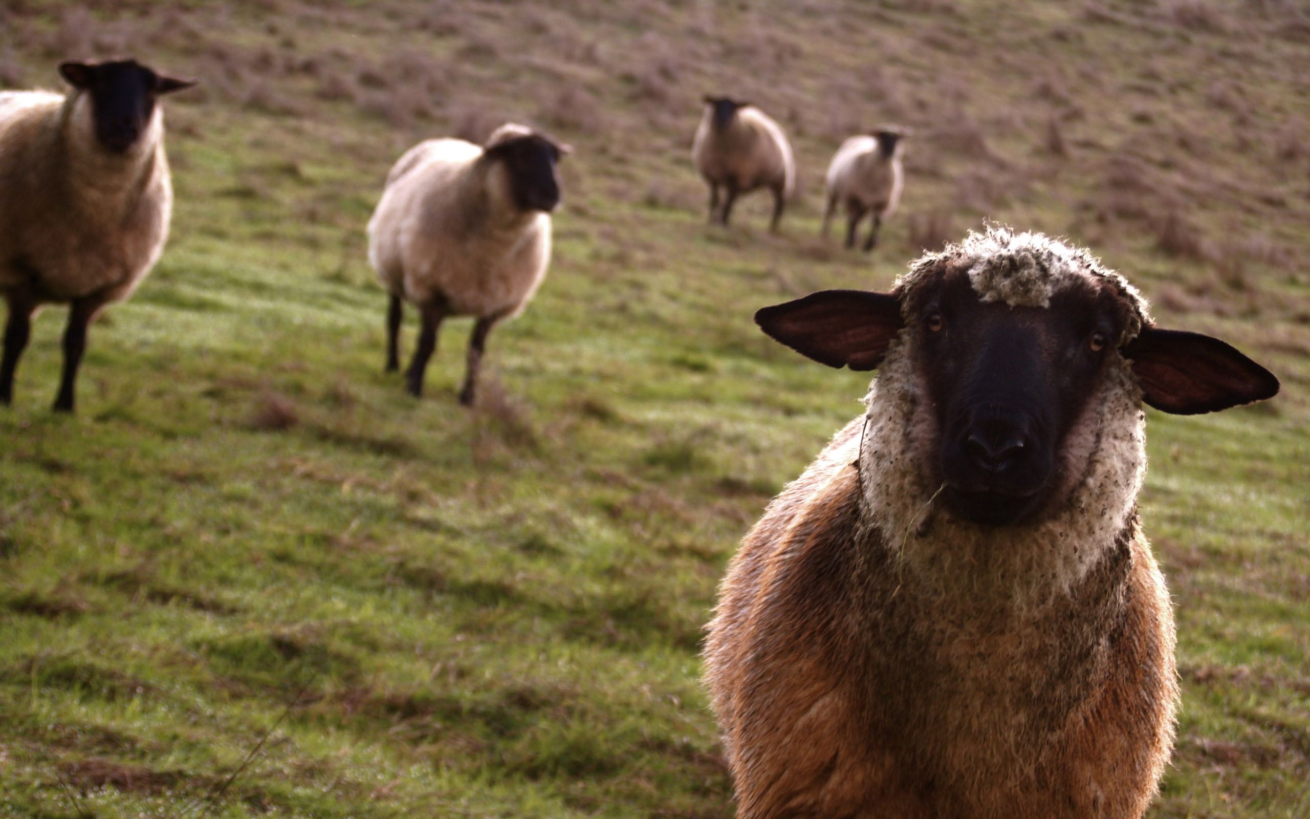 Beautiful sheep wallpaper, Captivating 1920x1200 resolution, Elegant wooly creatures, Stunning visual, 2560x1600 HD Desktop