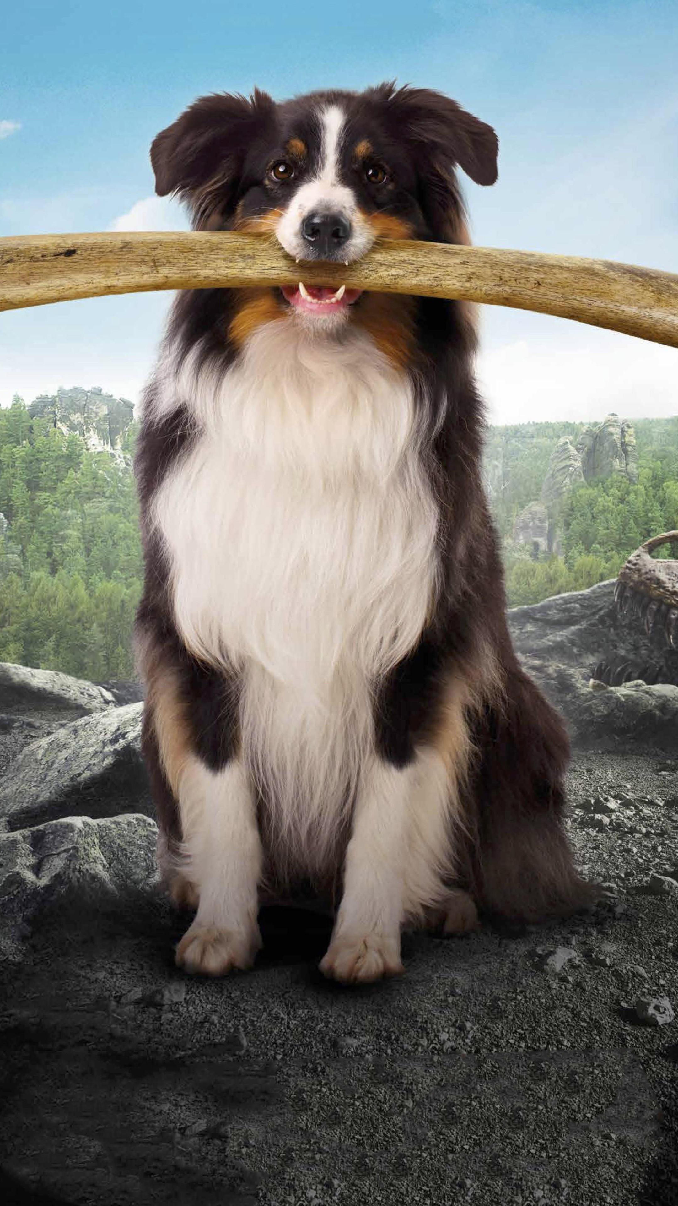 The Famous Five and the Valley of Dinosaurs, Border Collie Wallpaper, 2160x3840 4K Phone